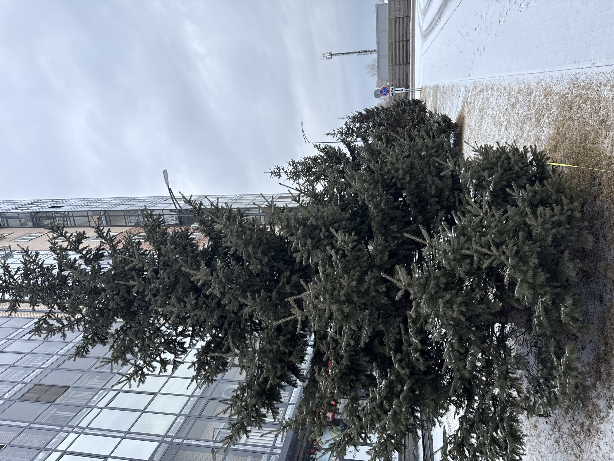 The image captures an outdoor scene in Krasnoyarsk, Russia, featuring two evergreen trees positioned in front of a modern building with a reflective glass facade. Above the trees is an overcast sky. To the right of the trees, there's a patch of brownish grass transitioning into a snow-covered area alongside a white wall. Further in the background, a street with traffic signs and a streetlight is visible. A yellow cable runs behind the trees. The building facade reflects the sky, providing another perspective of the weather conditions. The overall impression is that of an urban landscape in the winter season.