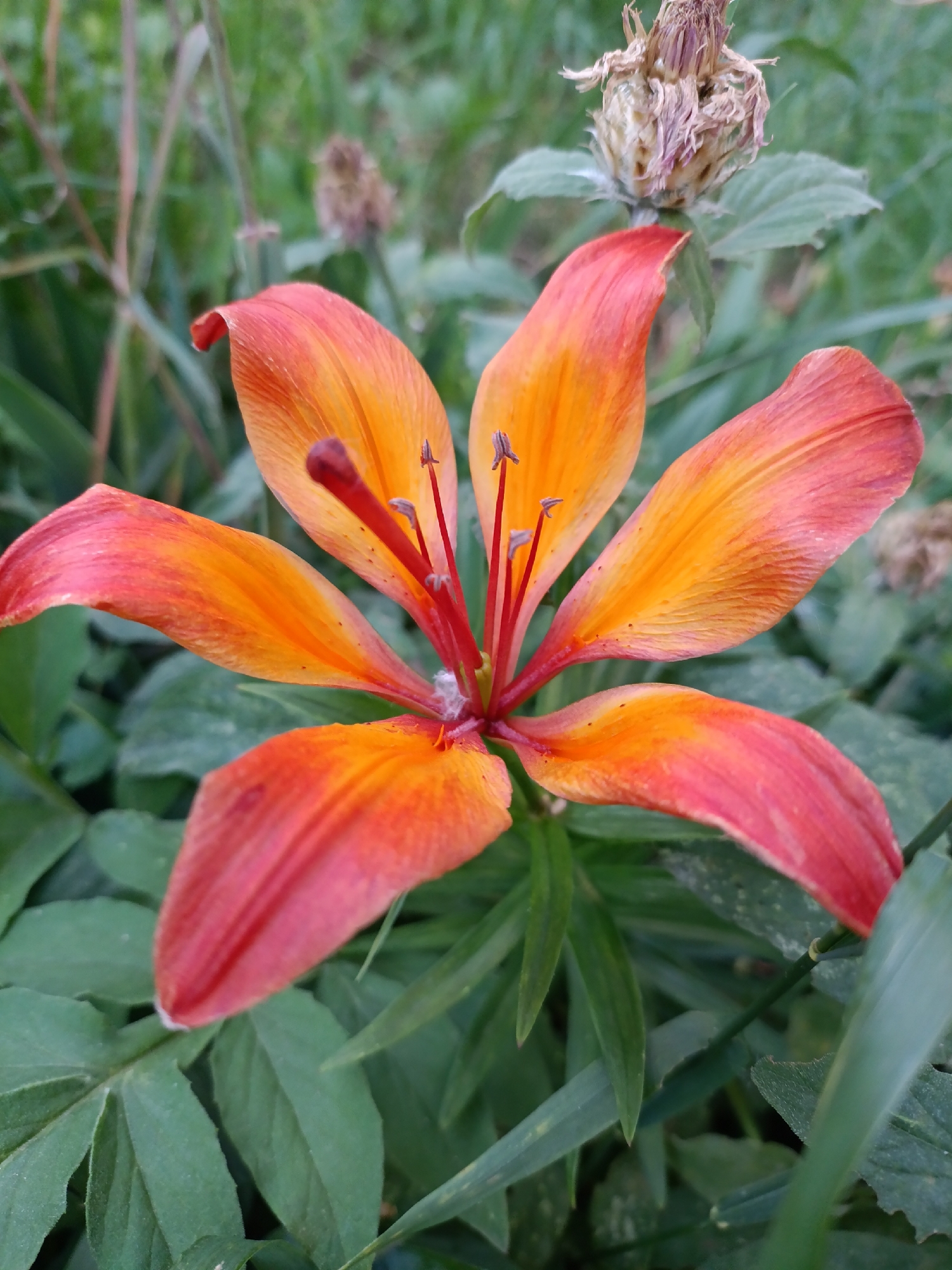 A close-up, eye-level shot shows a blooming lily flower with orange and red petals in the foreground. The flower's stamens are visible in the center, and a dried seed pod is perched above and behind it. The background is a blur of green foliage, suggesting an outdoor setting. The image was taken in Chaikovsky, Russia.