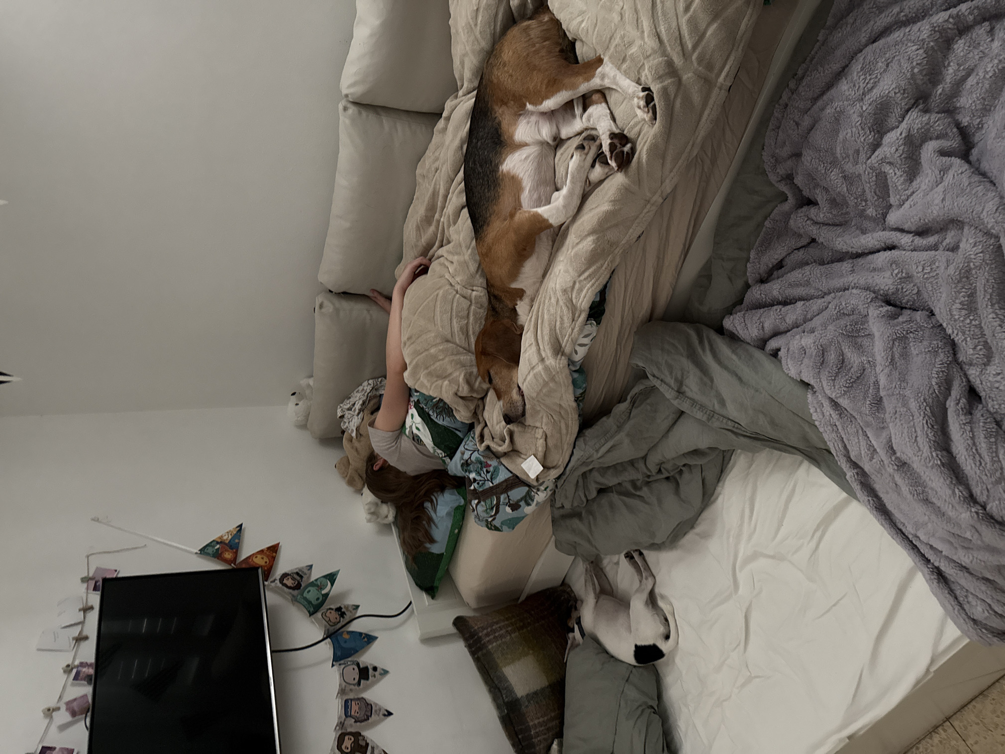 This image captures a serene and cozy indoor scene, likely a bedroom, viewed from an elevated perspective looking down onto a bed. The overall atmosphere suggests peace and relaxation.
The main subjects are a person and two dogs, all appearing to be resting or asleep on the bed. A person's arm and a portion of their upper body are visible, nestled under blankets on the upper left side of the bed. Their hair is also seen near their head. Next to the person, a medium-sized dog, possibly a Beagle, with tan, black, and white fur, is curled up and covered by a light beige blanket, its paws clearly visible. A smaller white dog with a black patch on its back rests peacefully on the lower right side of the bed.
The bed is amply furnished with various textiles, including white sheets, a light beige blanket, a fluffy grey blanket draped over the right side, and a patterned throw pillow. Stacked light-colored pillows line the head of the bed against a plain white wall. The wall to the left is decorated with a string of triangular pennants featuring cartoon-like characters and a vertical string holding small photos or notes. A black flat-screen television, turned off, is mounted on the wall below the pennants. A small white stuffed animal is also visible near the sleeping person.
The lighting is soft and ambient, implying either early morning, late evening, or a dimly lit room. No explicit text is visible in the image. The scene conveys a strong sense of comfort and companionship in a domestic setting, located in Petah Tikva, Israel.
