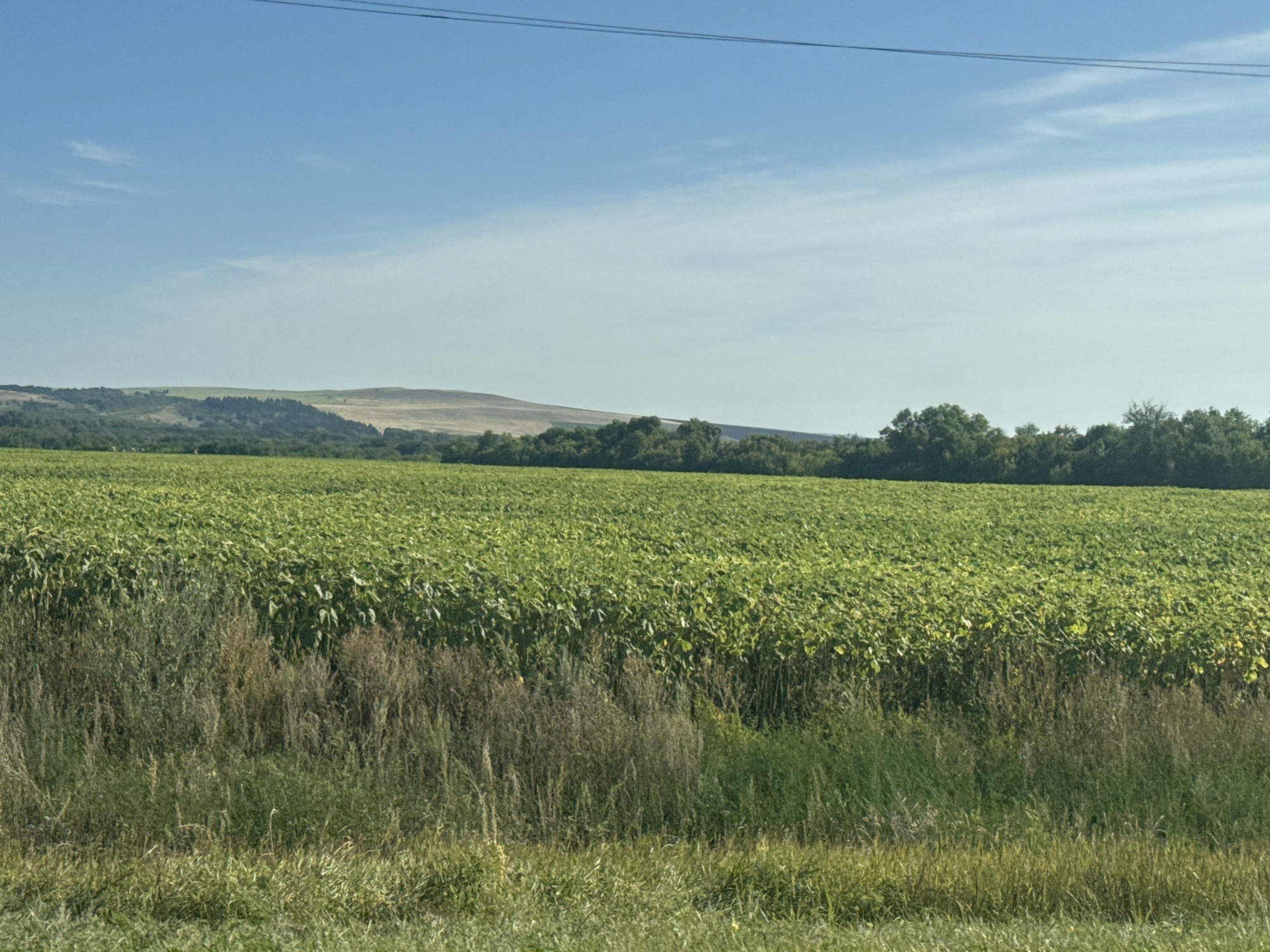 A wide shot shows a vast, green field of crops, likely soybeans, under a clear blue sky with wispy white clouds. The field stretches from the foreground to the horizon, where it meets a line of trees and rolling hills. In the foreground, tall, dry grasses and weeds are visible, bordering the crop field. A thin, dark power line runs horizontally across the top of the frame. There are no people or structures visible in the image. The scene suggests a rural, agricultural landscape in the city of Burdygino, Russia.