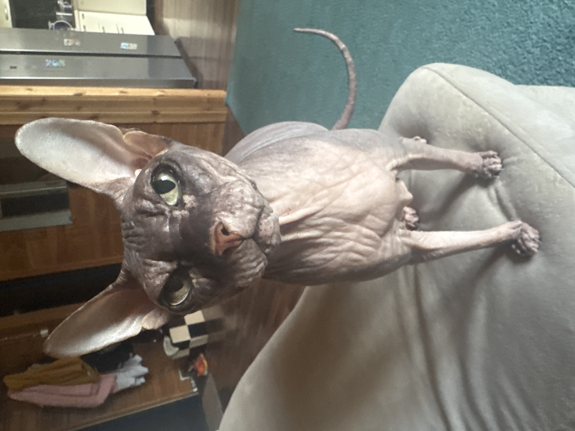 A hairless Sphynx cat is positioned on a light-colored couch, looking directly at the camera. The cat has wrinkled skin, prominent ears, and green eyes. Its tail curves upwards behind it, resting on a teal rug. In the background, a kitchen area is visible with stainless steel appliances and wooden cabinets. The floor is hardwood. The overall scene suggests an indoor domestic setting in Nikolaevka, Russia.