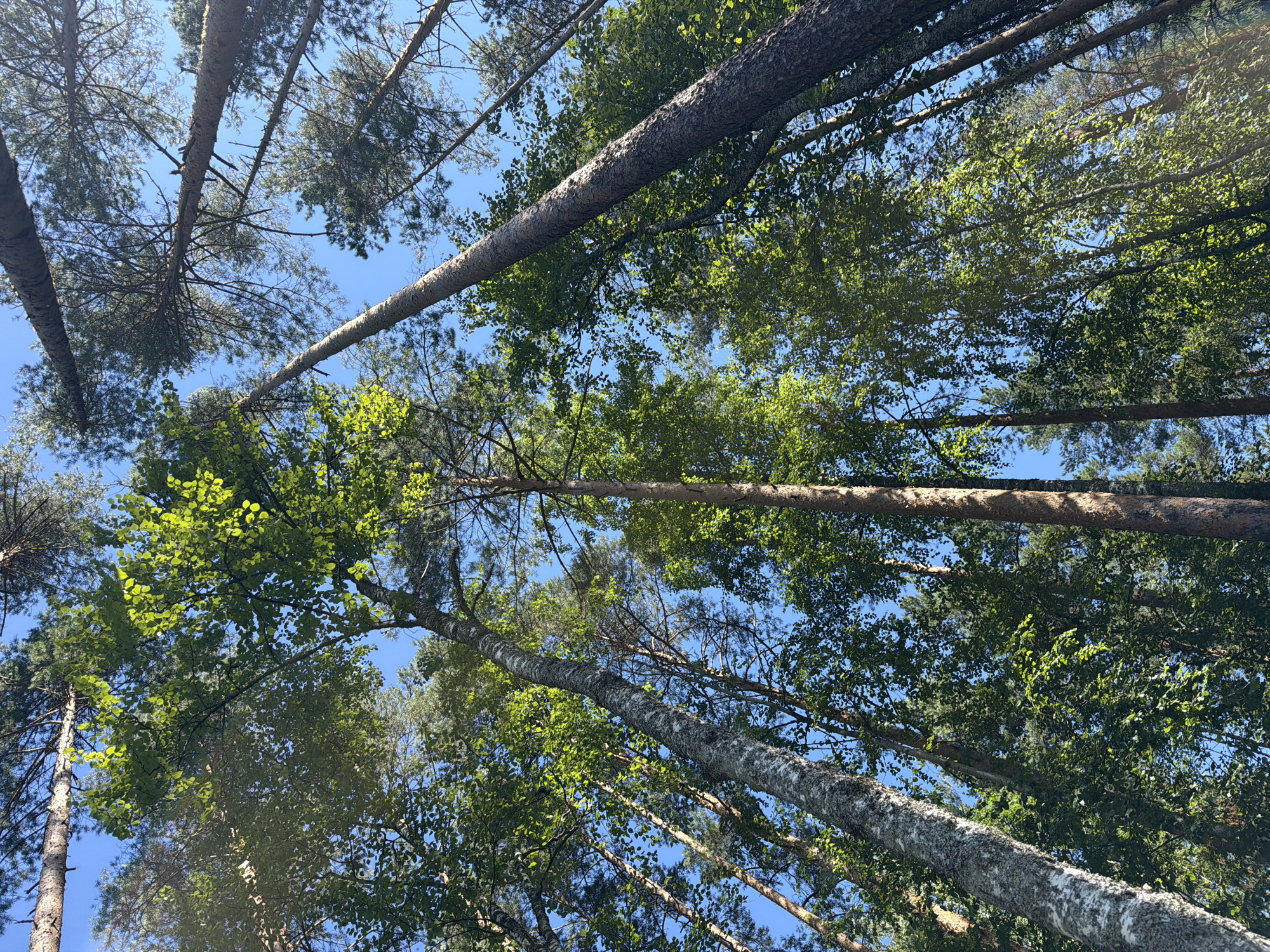 A low-angle shot looks up into the canopy of a mixed forest under a clear blue sky. Tall trees, including pines with rough, reddish-brown bark and birches with white, peeling bark, dominate the frame. The leaves of the deciduous trees are a vibrant green, with some catching the sunlight. The image was captured in the city of Ushaki, Russia.