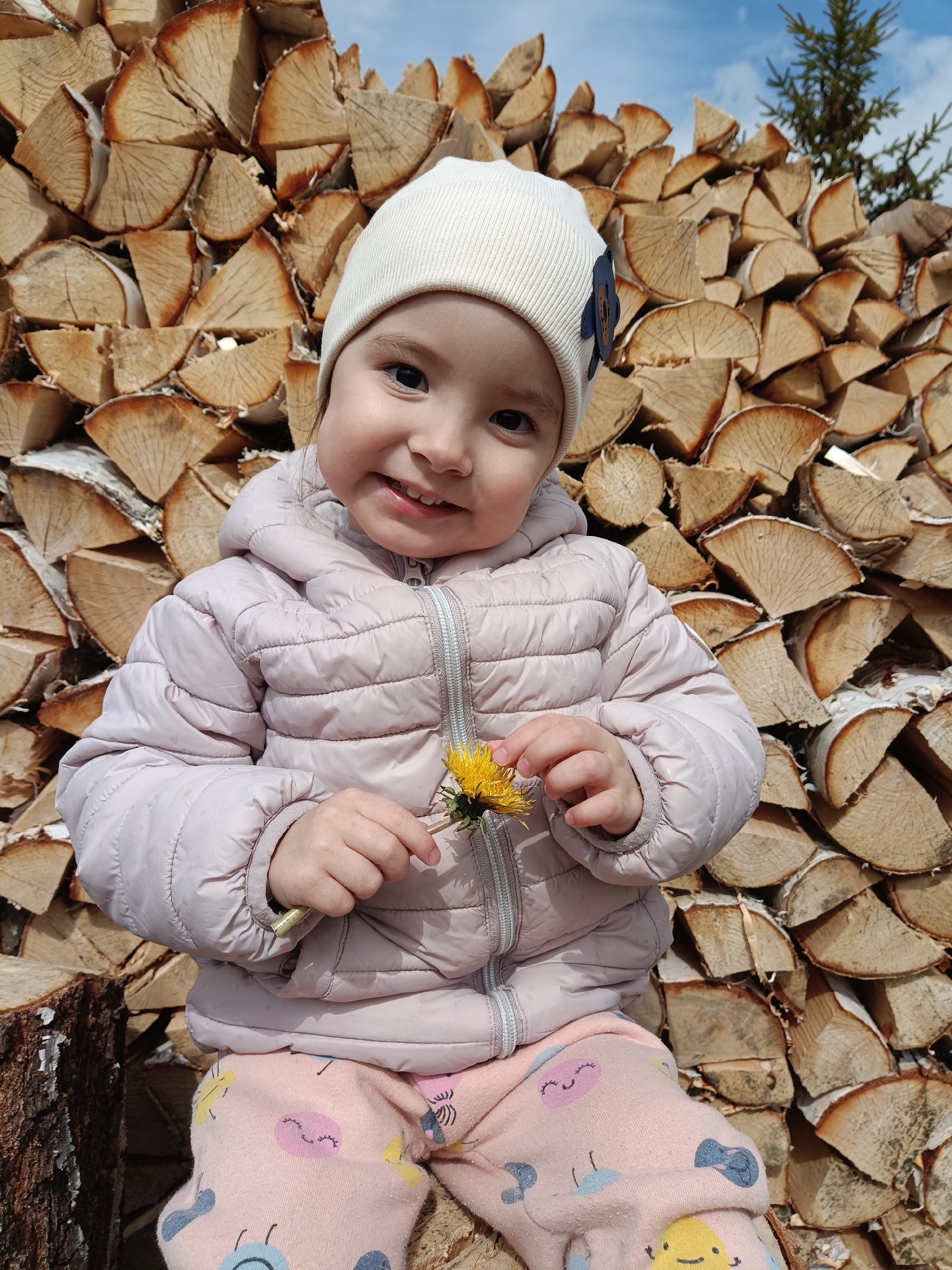 A bright, eye-level portrait captures a smiling young child, likely a toddler, seated outdoors. The child has dark eyes, light skin, and is looking directly at the camera with a joyful, open-mouthed smile, revealing small teeth. They are wearing a light beige or off-white knitted beanie, a light pink or lavender quilted puffer jacket with a silver-grey zipper, and pink pants adorned with colorful, whimsical patterns, including smiling faces and fruits. The child delicately holds a small yellow dandelion flower between both hands.

The primary background element is a towering, neatly stacked pile of split firewood, prominently featuring light-colored logs with visible white bark, indicative of birch wood. This woodpile extends across the majority of the background, suggesting a rural or rustic environment. Above the woodpile, a clear blue sky is visible, indicating a bright and sunny day. A portion of a dark green fir or spruce tree can be seen on the upper right side, adding to the natural setting. The child's warm clothing, including the jacket and hat, suggests that the weather might be cool, possibly early spring or late autumn. The overall scene conveys a feeling of happiness and outdoor play in Barda, Russia. No visible text is present in the image.