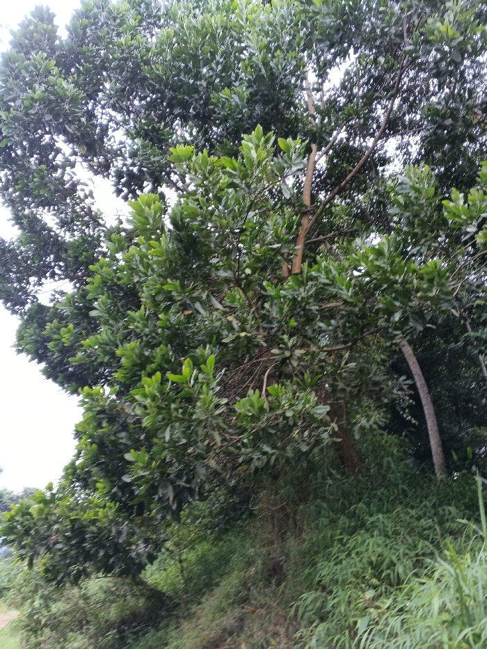 This image depicts a dense outdoor vegetated area in Mianyang, China. The scene is dominated by a variety of trees and lush green foliage, filling most of the frame. Large trees with numerous dark green leaves occupy the upper and central portions, with several lighter-colored branches and trunks visible amidst the canopy. A distinct, light brown, vertically oriented tree trunk or thick branch is centered in the upper-middle section, with thinner branches extending from it. To the far right, a curved, lighter-colored tree trunk stands partially visible. The lower section of the image features an accumulation of dense undergrowth and tall grasses, indicating a sloping or uneven ground level, with various shades of green vegetation covering the terrain. The sky, visible through gaps in the tree canopy, appears bright and overcast, suggesting daylight conditions. No individuals, animals, or artificial structures are present. No discernible actions or interactions are occurring.