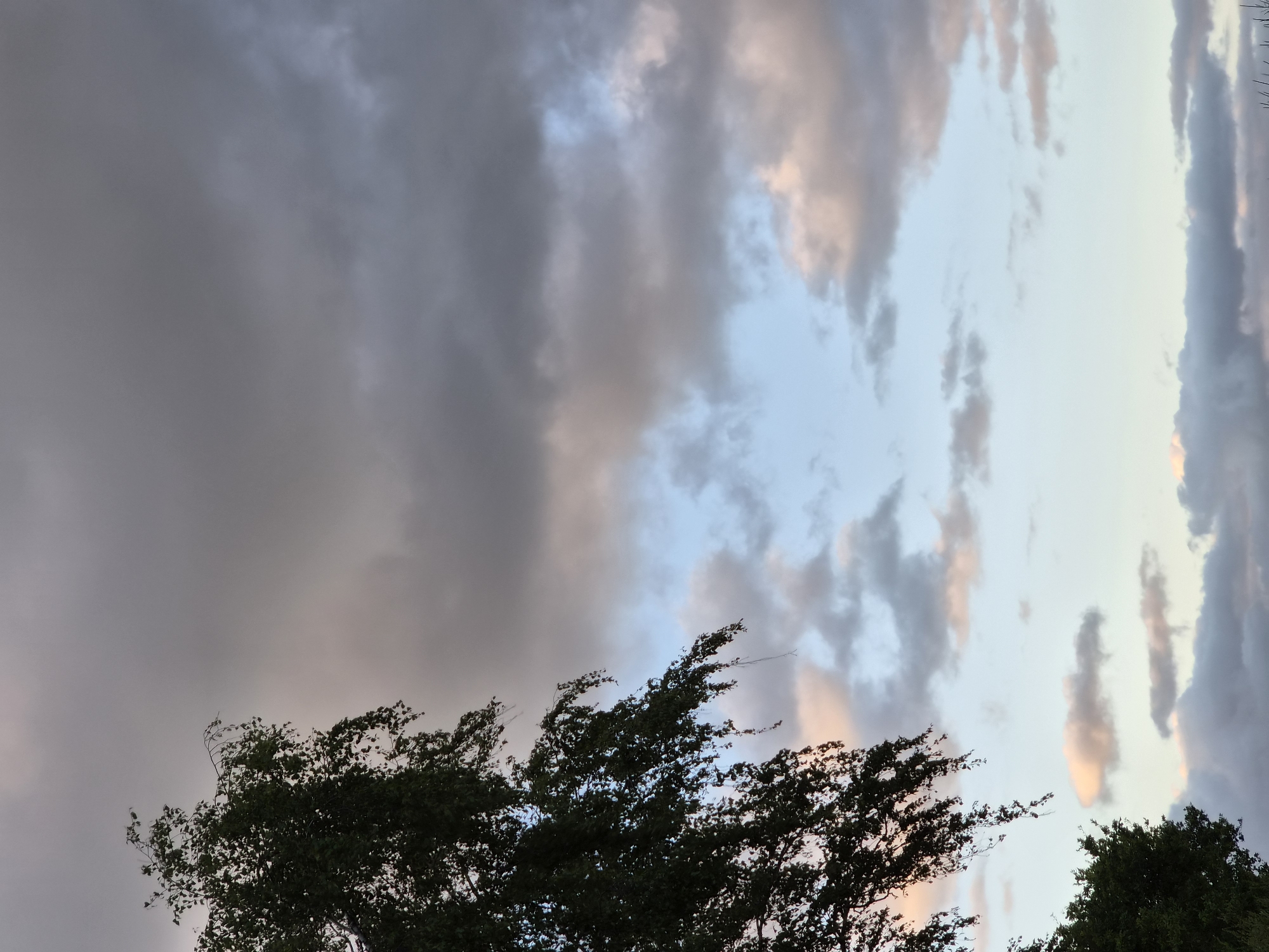 This is a close-up, upward-facing photograph of a tree's foliage against a cloudy sky. The tree, primarily on the left side of the frame, is dark green and appears to be a birch due to its delicate leaves and drooping branches. The sky exhibits a gradient of colors, transitioning from darker, heavier clouds at the top to lighter, more wispy clouds with hints of pink and pale blue near the horizon. The image captures a natural outdoor environment, consistent with a park or rural setting within Schiffdorf, Germany, during twilight or overcast weather conditions. There are no people or discernible man-made structures visible in the frame.