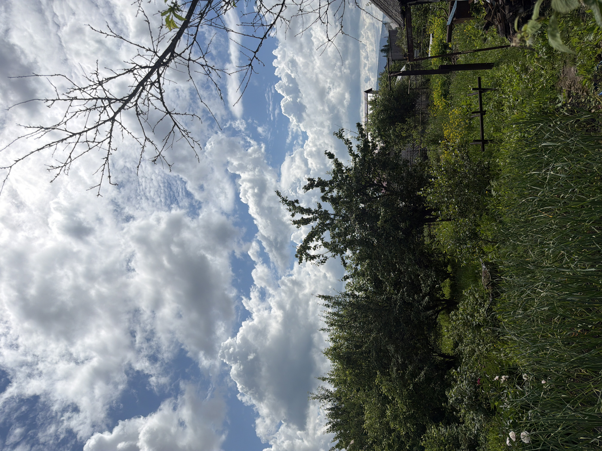The image depicts a rural outdoor scene under a partly cloudy sky. In the foreground, tall green grass and foliage dominate, with some white flowers visible to the left and a gardening tool on the right. Behind the dense greenery, several trees are present, some with full foliage and one bare tree with branches silhouetted against the sky. In the background, several buildings with dark roofs and wooden structures are scattered amongst the trees. A wooden fence and a pile of firewood are also visible. The distant landscape features rolling hills or mountains and more trees. The scene appears to be a garden or yard in a rural setting, possibly in Mezhevoy, Russia, given the architectural style and vegetation. There are no people or animals visible in the image.