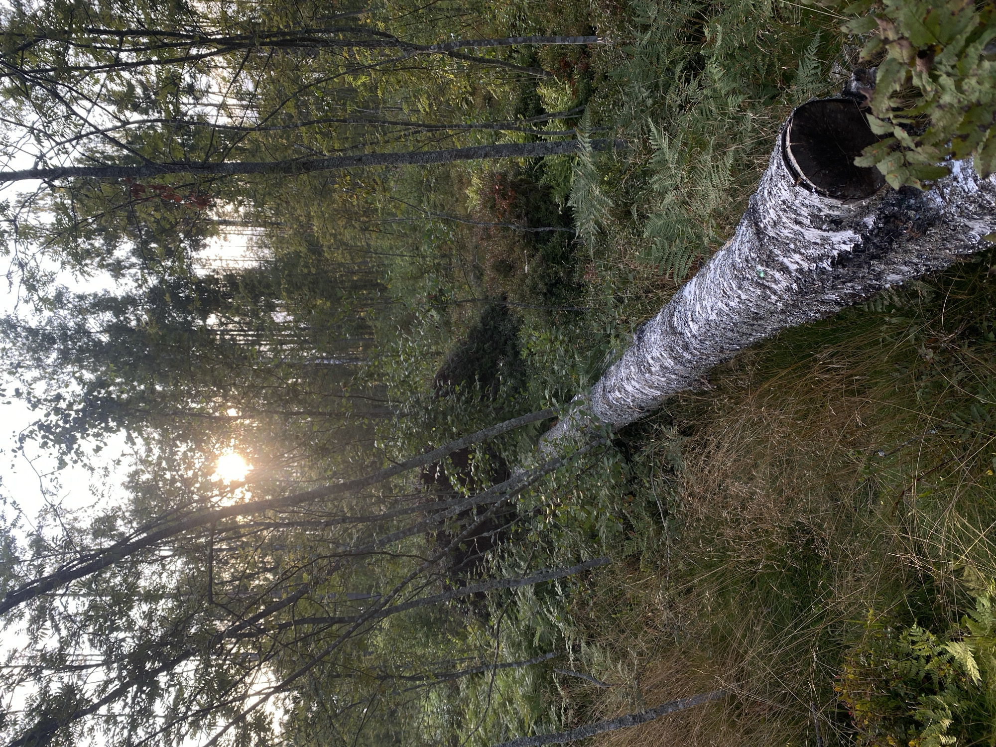 The image depicts a natural forest scene with a fallen birch tree prominently in the foreground. The tree, with its distinctive white and black bark, lies diagonally across the frame, its trunk thick and substantial. The surrounding environment is lush with various green vegetation, including ferns and tall grasses. Sunlight filters through the dense canopy of trees, creating dappled light and casting long shadows, suggesting it is either early morning or late afternoon. The sky above is overcast with rays of sunlight breaking through, indicating a partly cloudy condition. The overall impression is one of a wild, untamed natural landscape. The location is specified as the city of Baltiiskoe, Russia. There are no people or animals visible in the image.
