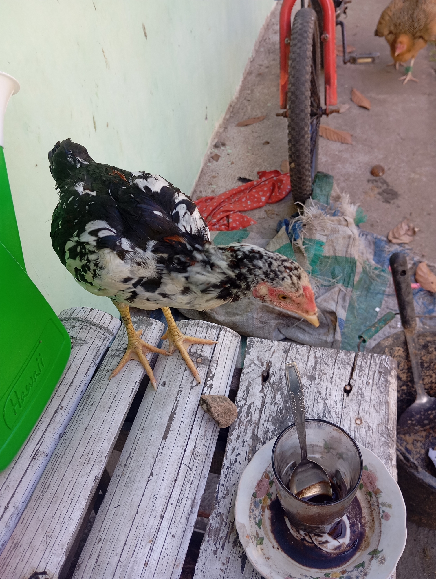A black and white speckled chicken stands on a weathered wooden bench. To the left, a green plastic container is visible. In the background, a red bicycle wheel and a brown chicken are present. On the bench, a used glass with a spoon and a dirty saucer with floral patterns are placed. The scene appears to be outdoors, possibly in a yard or alleyway, with a concrete ground surface and a light-colored wall in the background. The lighting suggests it is daytime. There is no clear indication of the city of Kamang Mudiak, Indonesia.