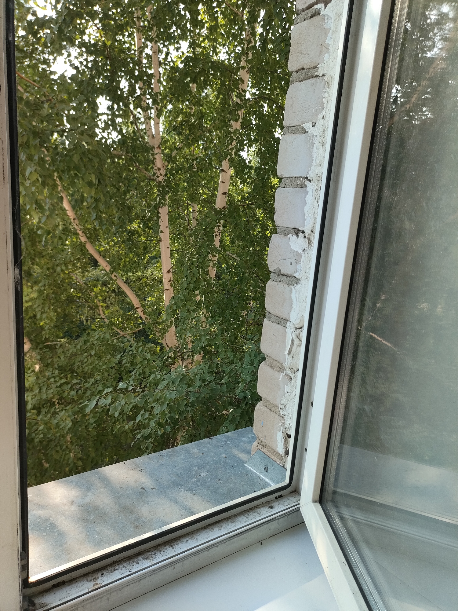 An open window reveals a view of birch trees with light-colored bark and green foliage. To the right of the trees, a white brick wall is visible, showing exposed mortar in places. A white window frame is also visible, with a partially open window pane. The scene appears to be from an urban environment, as suggested by the presence of a building and window. The image does not contain any people or explicit actions. There are no discernible clues in the image that would allow for definitive identification of its location within the city of Petropavl, Kazakhstan.