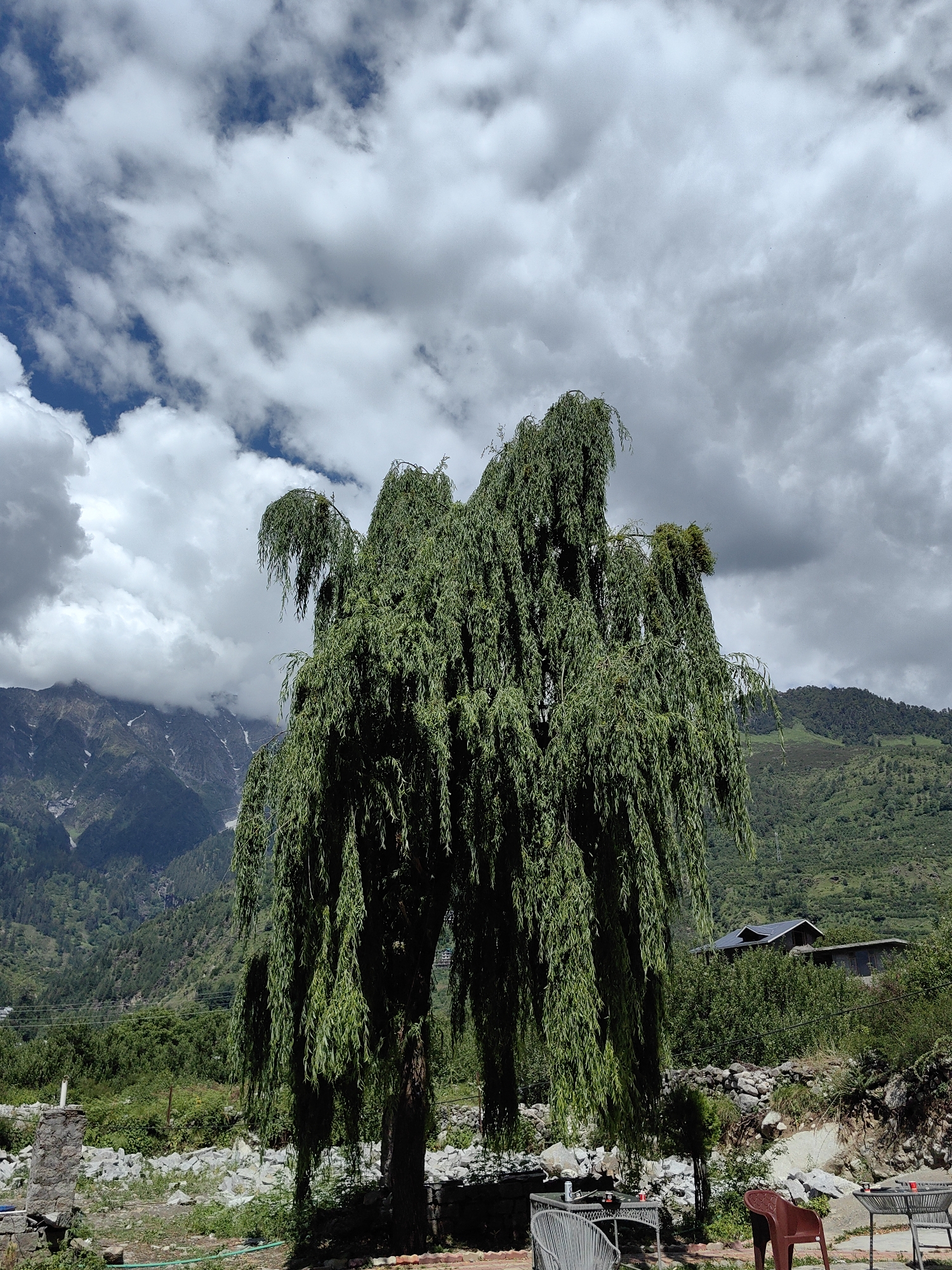 The image shows a weeping willow tree in the foreground, with its branches hanging down. Behind the tree, there are mountains in the background, with some snow on the peaks. There are also some clouds in the sky, and some greenery on the mountainside. In the lower right corner, there are two tables with chairs, as well as a red chair. A small house is visible on the hillside in the middle ground. The scene is set in the city of Vashisht, India.