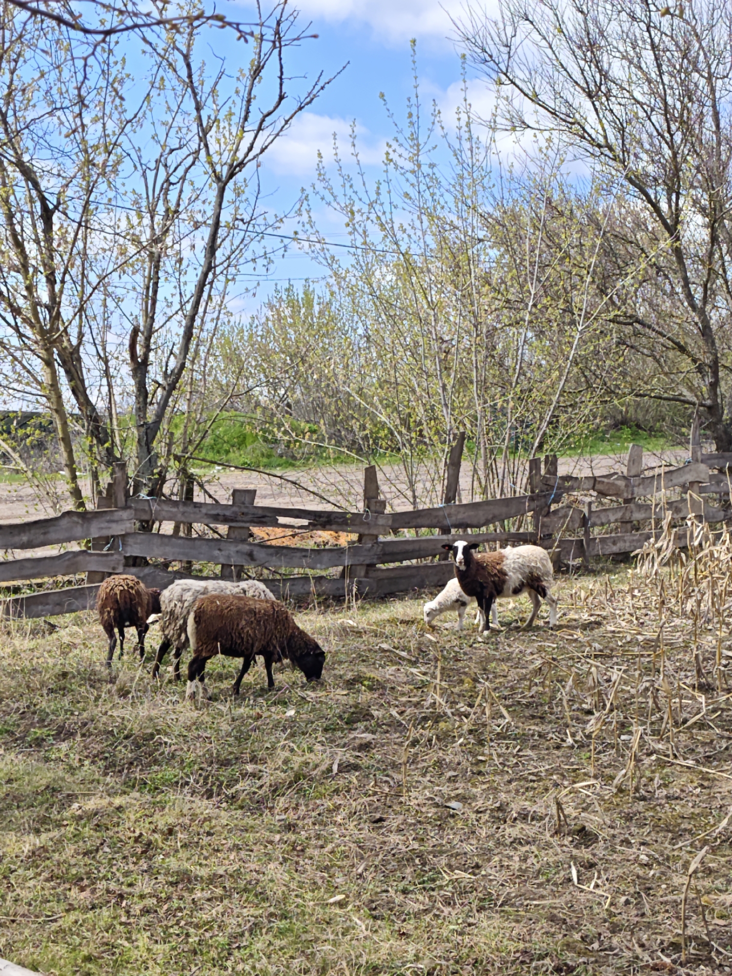 The image depicts a rural scene in Parkhomivka, Ukraine, featuring a flock of sheep grazing in a field enclosed by a weathered wooden fence. The backdrop includes trees with nascent spring foliage against a partly cloudy sky. The ground is covered with dry grass and remnants of past crops. There are no people visible in the image. The sheep vary in color, ranging from dark brown to a mix of brown and white. The sheep are engaged in grazing, suggesting a peaceful, agrarian setting.