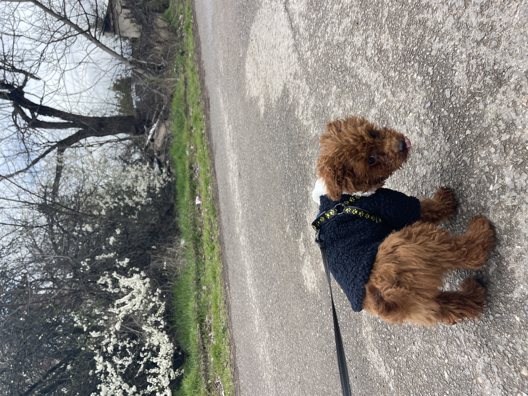A small, brown, curly-haired dog wearing a dark blue fleece vest with yellow paw print detailing is lying on a grey asphalt road. The dog is on a leash. The location appears to be a road with green grass along the shoulder to the left, with white flowering bushes and bare trees nearby. There is a building in the distant background. Sofia, Bulgaria cannot be confirmed from this image.
