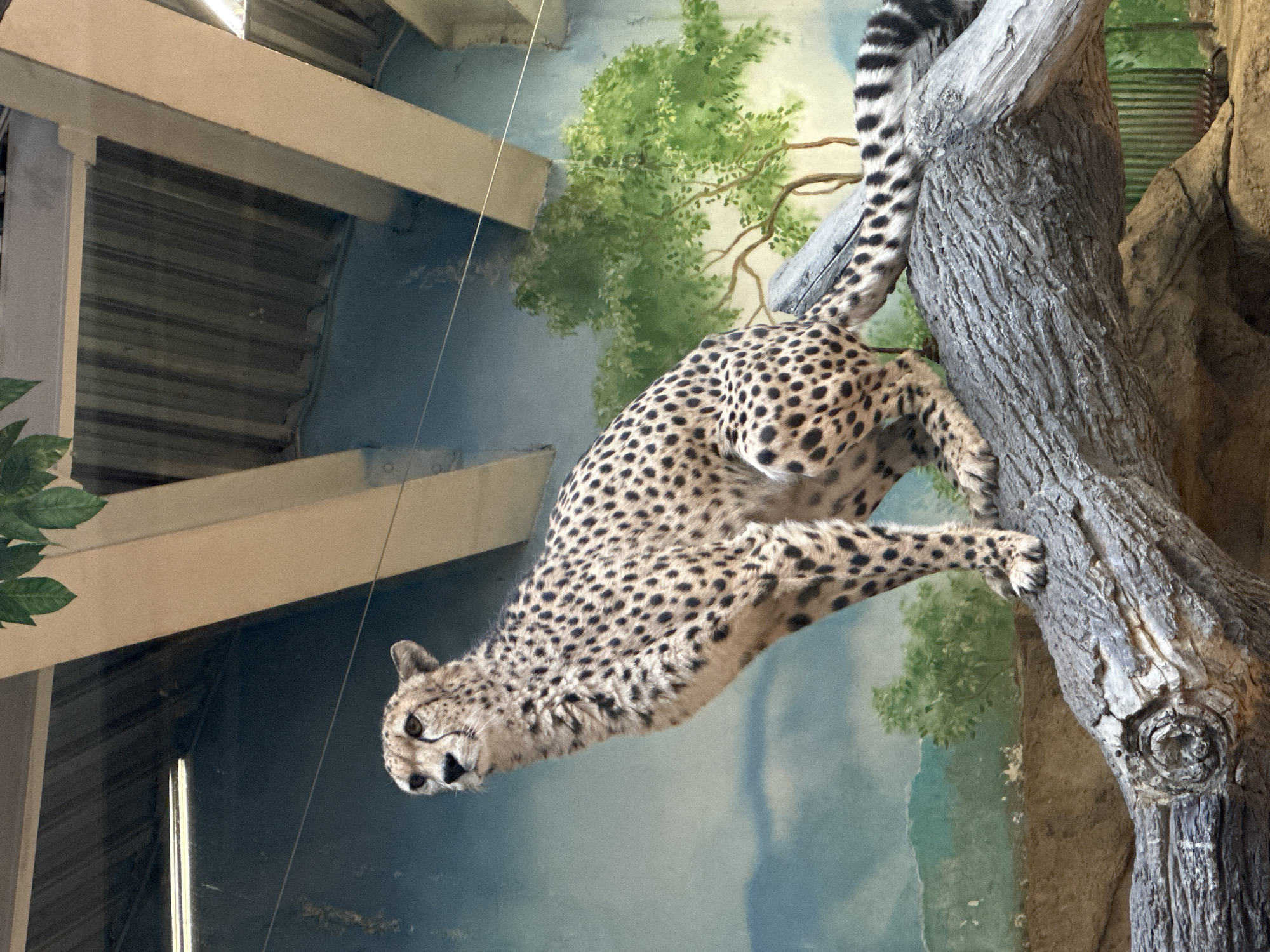 A cheetah is posed as if climbing on a tree branch in an indoor enclosure, likely a zoo or wildlife park. The background features a painted mural depicting trees and a sky. Visible structural elements of the building, such as support beams, are also present. The location is the Kazan Zoo in Kazan, Russia.