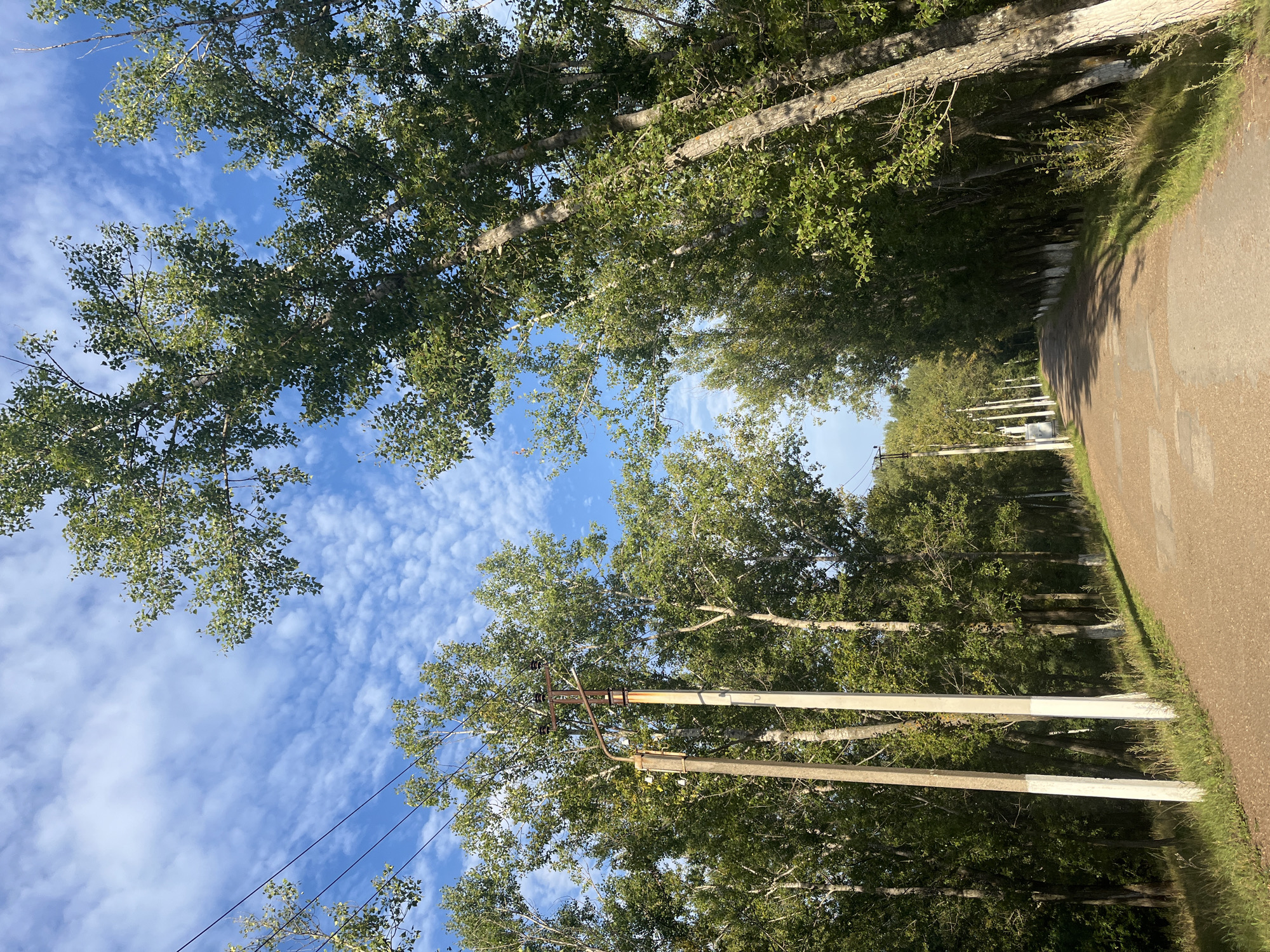 The image depicts a rural or suburban road lined with trees and utility poles under a blue sky with scattered clouds. The road appears to be paved with asphalt, and it curves gently into the distance. The trees are deciduous, with full green foliage, and some of them lean over the road. Several utility poles with wires are visible along the left side of the road. The ground alongside the road is covered in grass and some dry vegetation. The overall scene suggests a warm, sunny day in a natural or semi-natural setting.
While the image itself does not provide specific geographical markers to pinpoint its exact location within Ufa, Russia, such a scene is characteristic of the outskirts or suburban areas of cities with abundant green spaces and a temperate climate. The presence of utility poles suggests a developed area, but the dense tree cover and rural road indicate it's not a bustling urban center. It could be a road leading to a dacha settlement, a park, or a less developed residential area on the periphery of Ufa.