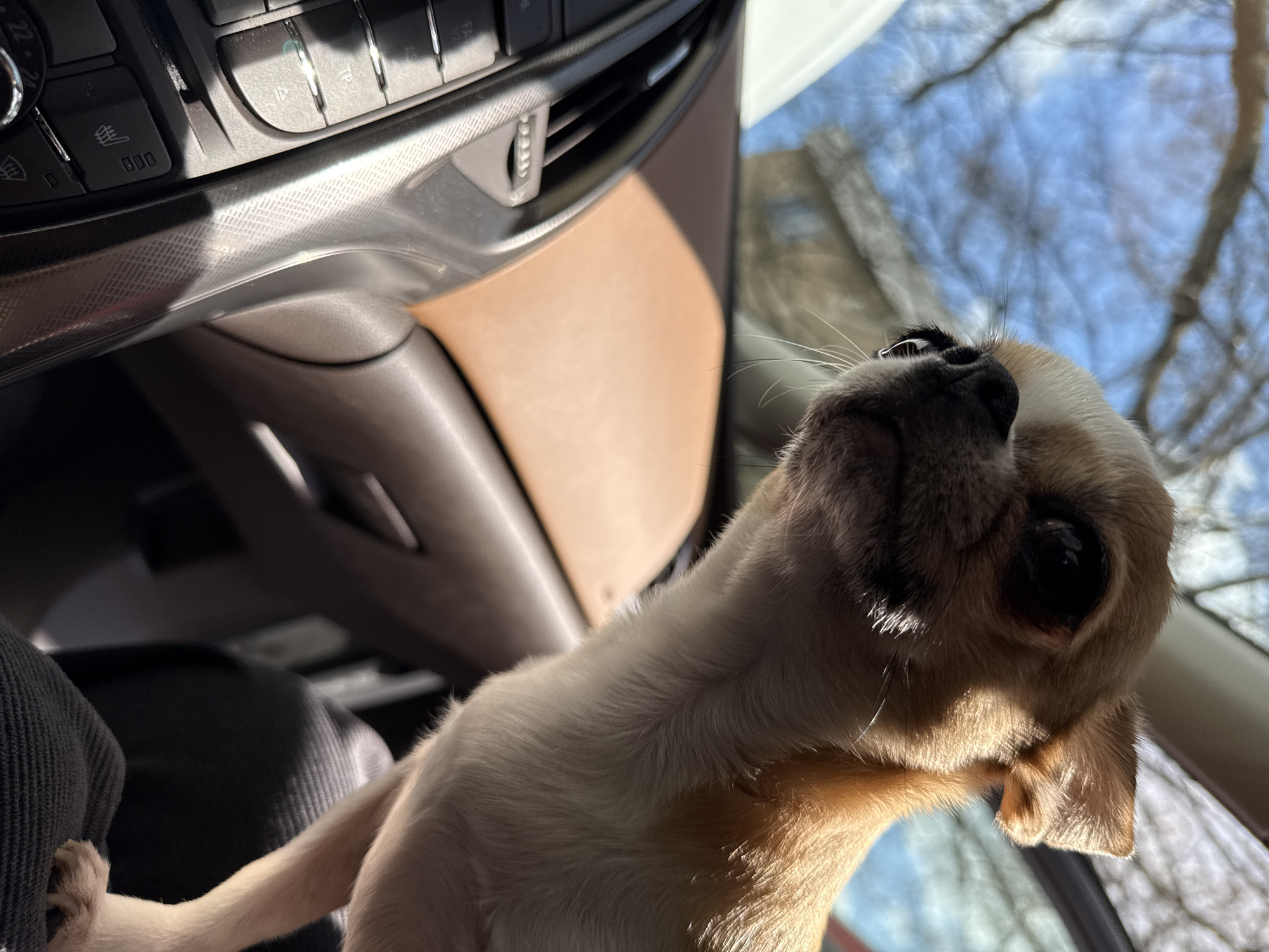 A light tan chihuahua dog is looking up towards the upper right corner of the image from within a car. The dog's head is tilted back, and its face is in focus. The interior of the car is visible, including the dashboard and part of the seat. Outside the car, through the windshield, a blue sky and tree branches can be seen. The location cannot be determined with the given information.
