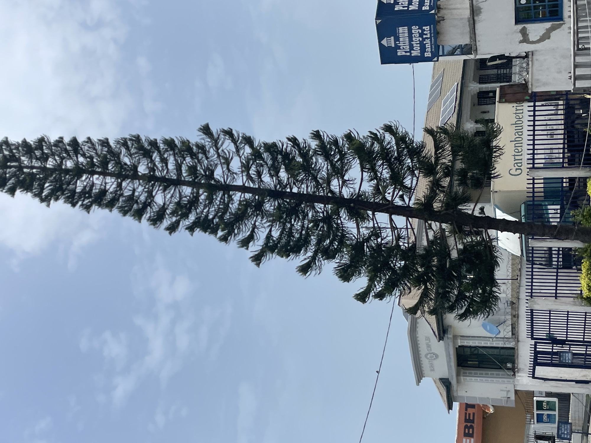 The image, taken in Badagry, Nigeria, presents a tall, conifer-like tree dominating the view against a light blue, partly cloudy sky. Behind the tree is a building with a sign for "Gartenbaubetrie" (German for Gardening Company). Above that is a sign for "Platinum Mortgage Bank Ltd." A building façade has an ornate entrance with the words "ESTATE COUPLEY" above the doorway. In the foreground, there is a partial sign that reads "BET." A blue satellite dish is visible on the side of the building. A dark-colored metal fence is in front of the building.