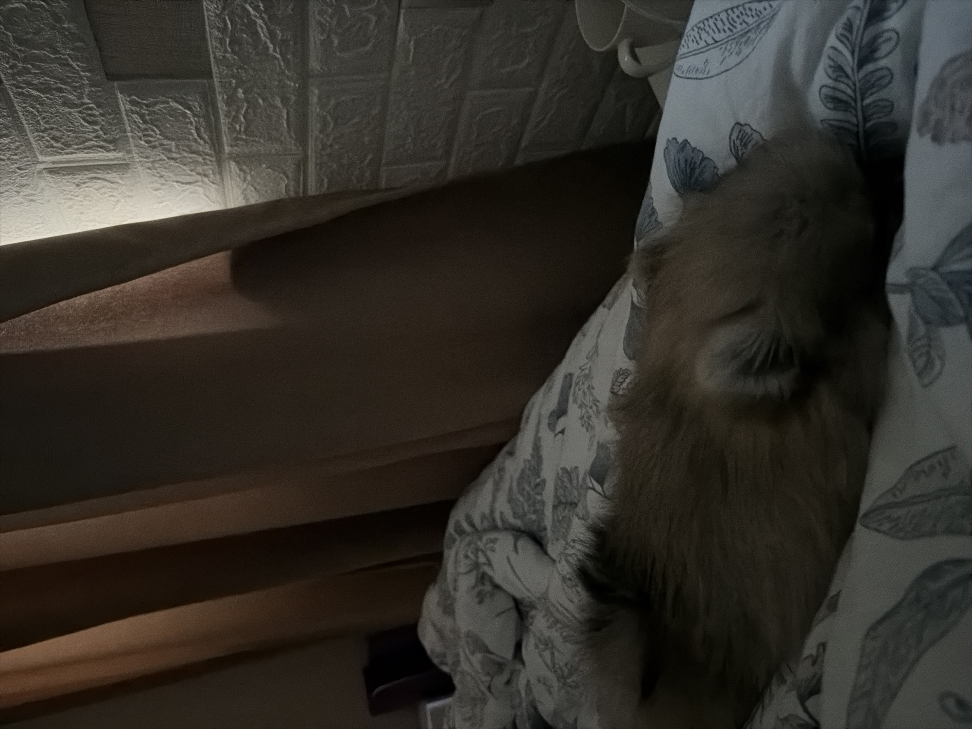 The image depicts a cozy indoor scene, likely a bedroom, with dim lighting. A small, fluffy animal, possibly a dog with light brown or tan fur, is snuggled deeply into white bedding. The bedding features a recurring pattern of dark, leafy or botanical motifs. The animal's head and upper body are partially obscured by the bedding, suggesting it is resting or sleeping comfortably.
In the background, a textured wall or ceiling with a distinct, possibly decorative, brick-like or tile-like pattern is visible. A light source, likely artificial, casts a soft, upward glow along this textured surface, highlighting its relief. Below this, several parallel wooden beams or planks are positioned horizontally, contributing to the room's rustic or homely aesthetic. The overall atmosphere is one of peacefulness and comfort, with the subdued lighting suggesting either nighttime, early morning, or a generally dimly lit environment. No specific location cues are visible within the image, though the context provided indicates the location is Saint Petersburg, Russia. There is no visible text.