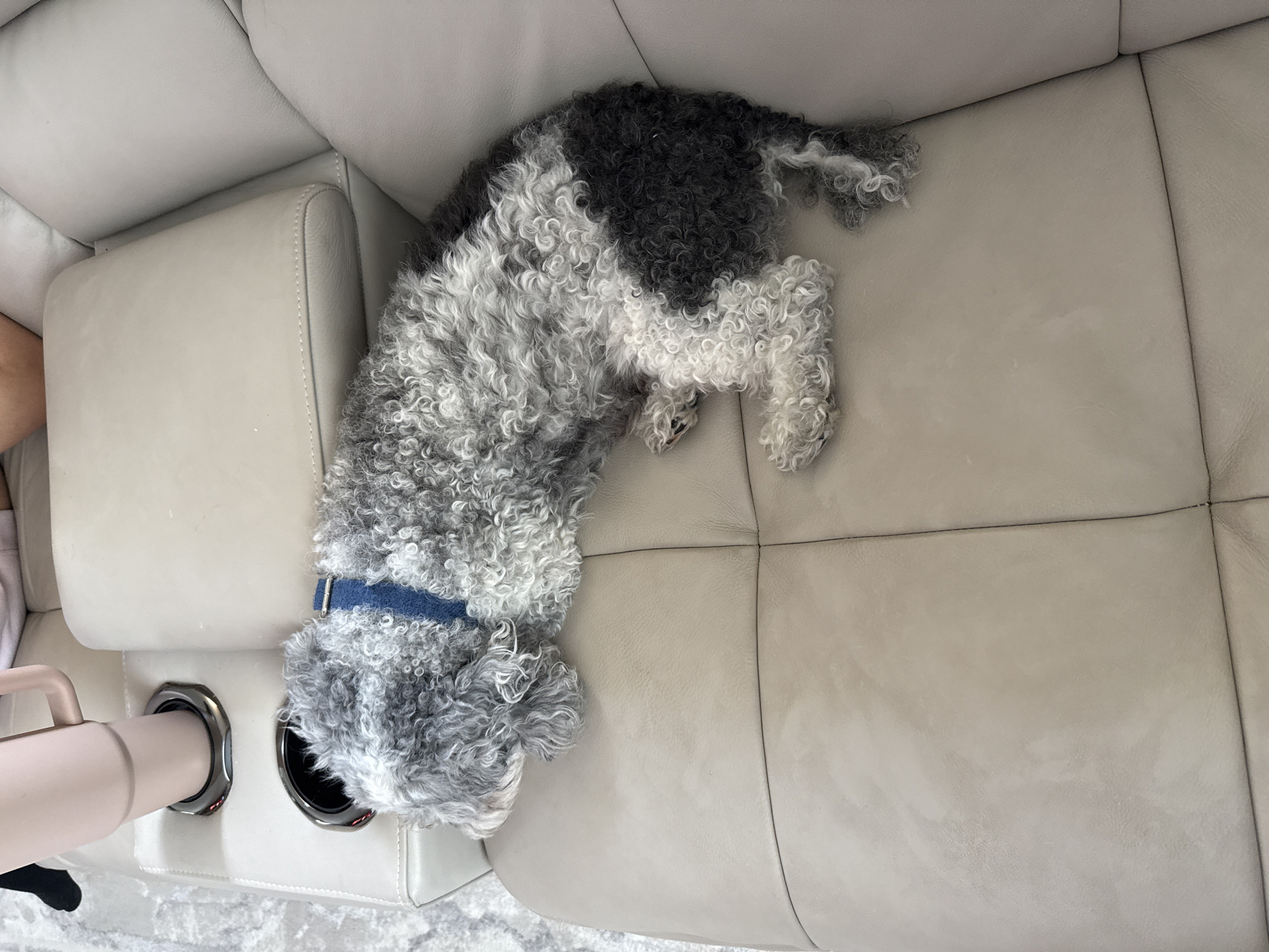 The image shows a small, curly-haired dog with black and white fur lying on a light-colored leather sofa. The dog is wearing a blue collar and appears to be sleeping or resting. The sofa is in a room, likely a living room, with cup holders visible on the side. The lighting suggests it is daytime. The dog's fur is dense and has a distinct curly texture. The sofa has a quilted pattern on its cushions. The overall mood is peaceful and relaxed.