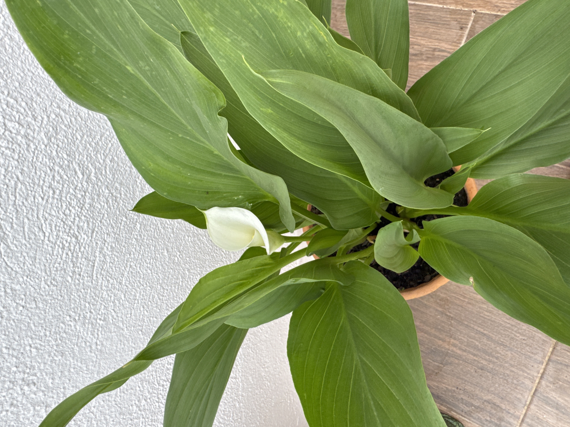 A potted white calla lily with lush green leaves sits on a wooden surface. The background is a textured white wall. The image was taken in Vallada, Spain.