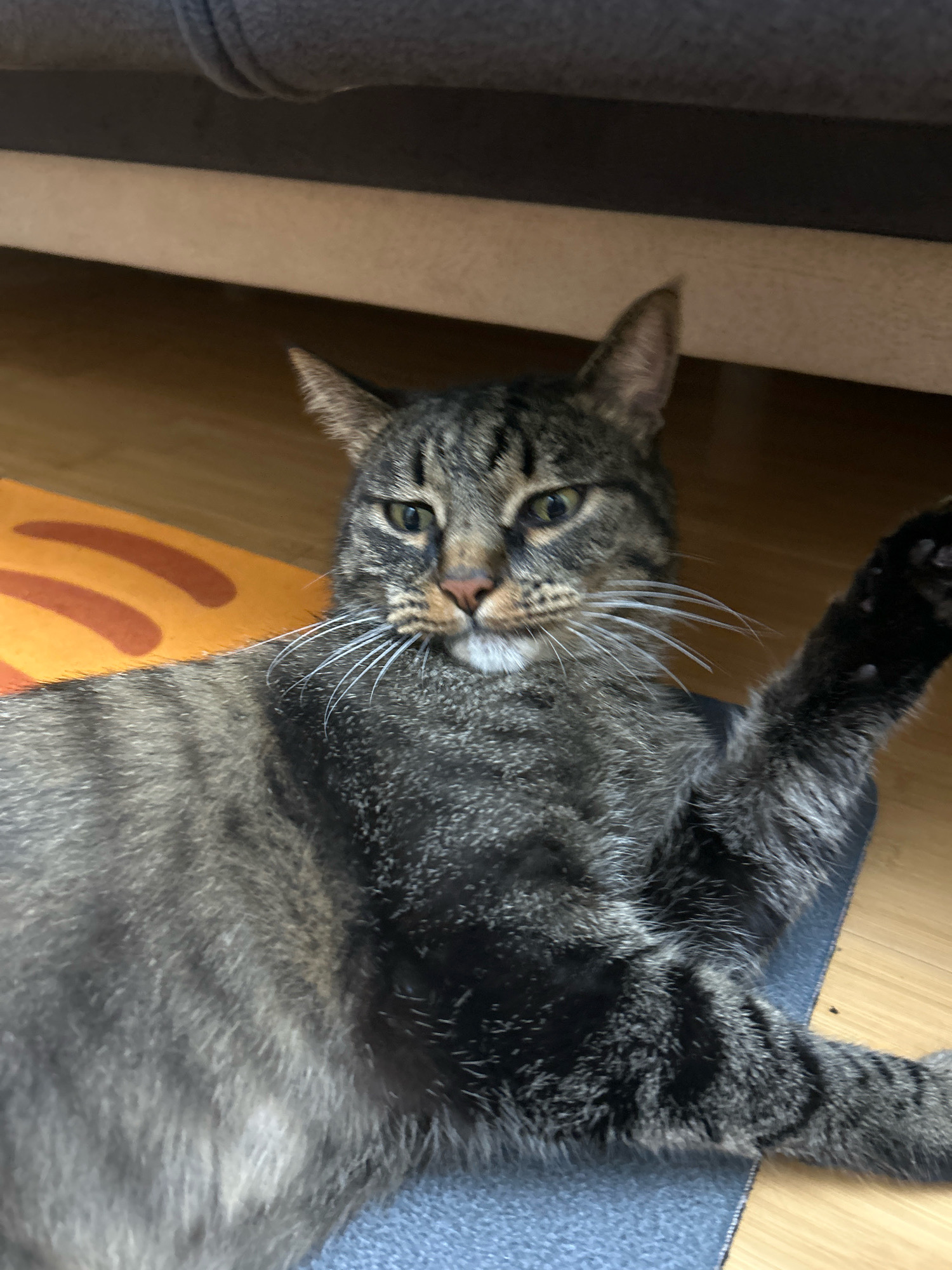 A tabby cat with gray and black stripes lies on a blue mat on a wooden floor. The cat is lying on its side, with its front paws extended and one paw raised slightly. Its head is turned towards the camera, and its eyes are open, looking directly at the viewer. The cat's mouth is slightly open, and it appears to be panting or meowing. In the background, there is a piece of furniture that appears to be a couch or bed, and a portion of an orange mat with curved lines. The scene is indoors, with warm lighting. There are no people present in the image.