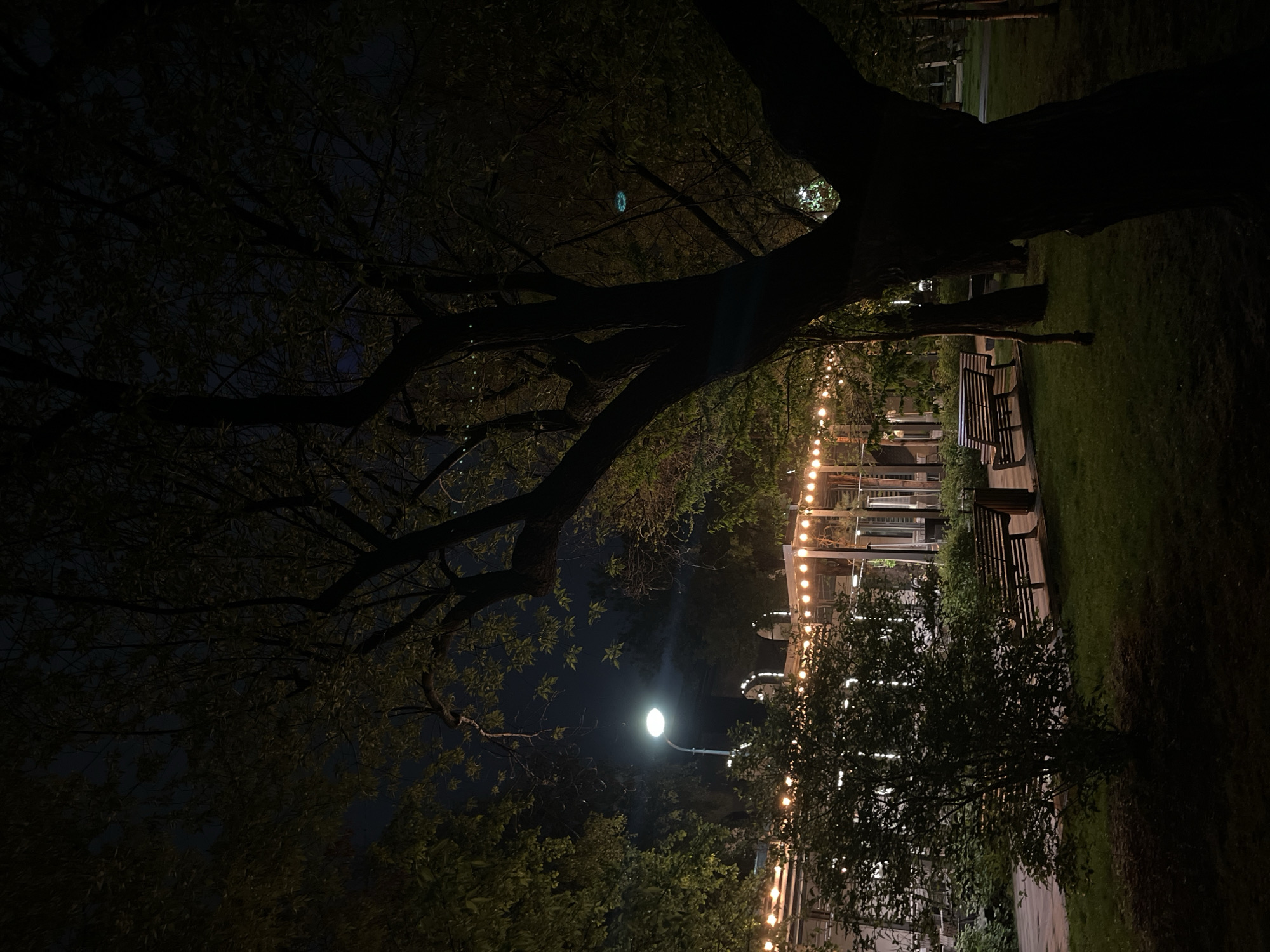 The image depicts a night scene in a park. A large tree with prominent branches dominates the foreground, its dark silhouette contrasting with the lighter background. Beyond the tree, a pathway is visible, illuminated by a string of lights hanging overhead. Benches are placed along the pathway, suggesting a place for rest and contemplation. A streetlamp casts a bright glow nearby, adding to the overall illumination of the scene. The location is Krasnoyarsk, Russia.