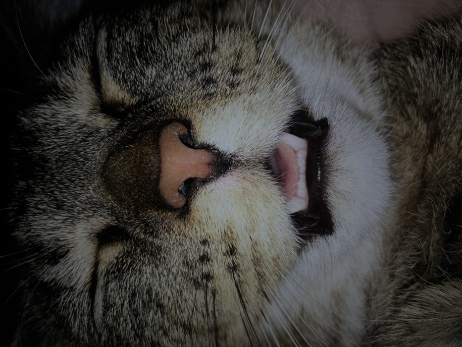 A tabby cat is sleeping deeply on its back, mouth slightly open. The pink nose is centered in the frame, with closed eyes above. The tongue and teeth are visible in the dark opening of the mouth. Fur patterns are visible around the face. The lighting is dim, with shadows on the edges of the image.