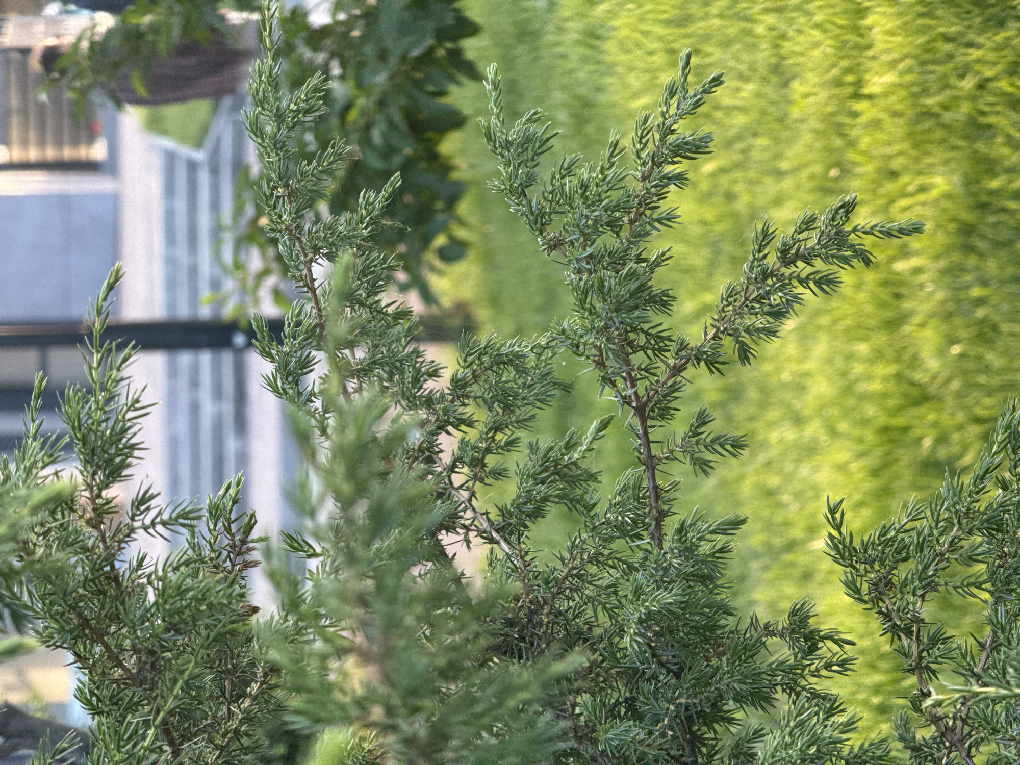 An upward-angled, close-up shot focuses on the branches of a coniferous plant, likely a juniper or similar evergreen, with its spiky, needle-like green foliage. The plant occupies the majority of the foreground and mid-ground, with some branches sharply in focus while others appear slightly softer. The needles are short, numerous, and green.
In the background, a shallow depth of field creates soft, blurry areas. To the right, there is a vibrant expanse of out-of-focus green, suggesting a dense hedge, lawn, or distant foliage, possibly illuminated by sunlight. To the left, blurred architectural elements are visible, including what appears to be a light-colored building or fence, and dark horizontal lines that might be railings or window frames.
The lighting indicates daytime, possibly with warm, soft light suggesting late afternoon or early morning. There are no visible people or discernible activities. No text is visible in the image. The scene conveys a tranquil, natural setting, possibly a garden or urban green space in Krasnodar, Russia.