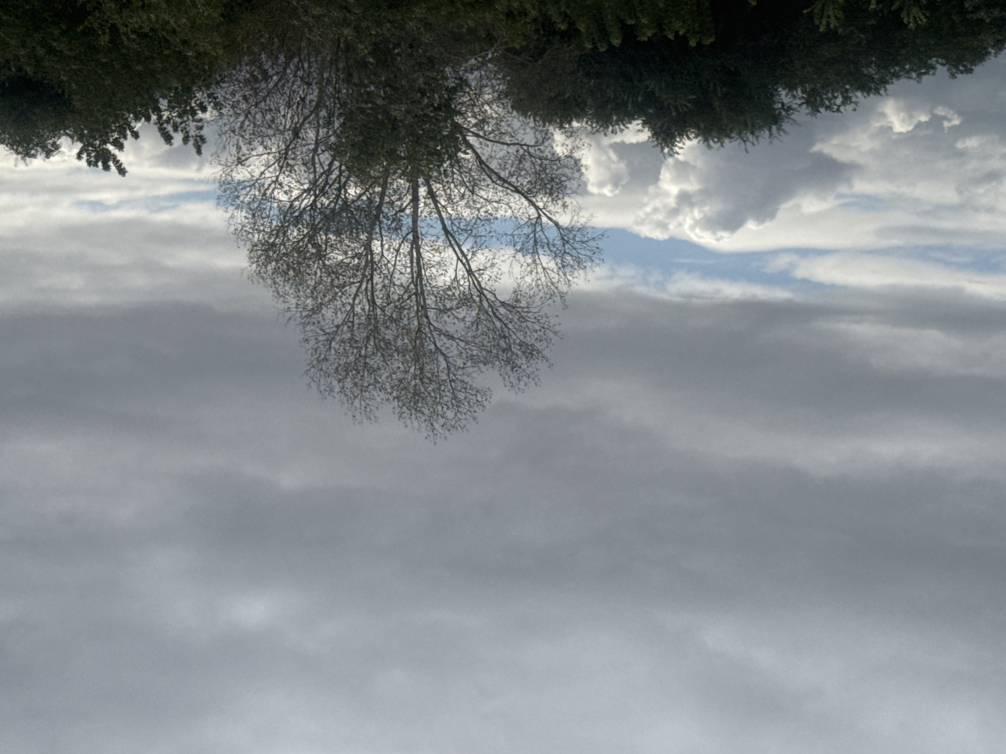 The image depicts a natural scene with a dominant cloudy sky over a line of trees. The sky is filled with a mix of gray and white clouds, with some patches of blue sky visible. In the foreground, a variety of trees are present, with some appearing bare and others more leafy. The scene has a somewhat muted and atmospheric quality due to the overcast conditions. The location is identified as Novosergiyevka, Russia. There are no people, animals, or man-made structures visible in the image.