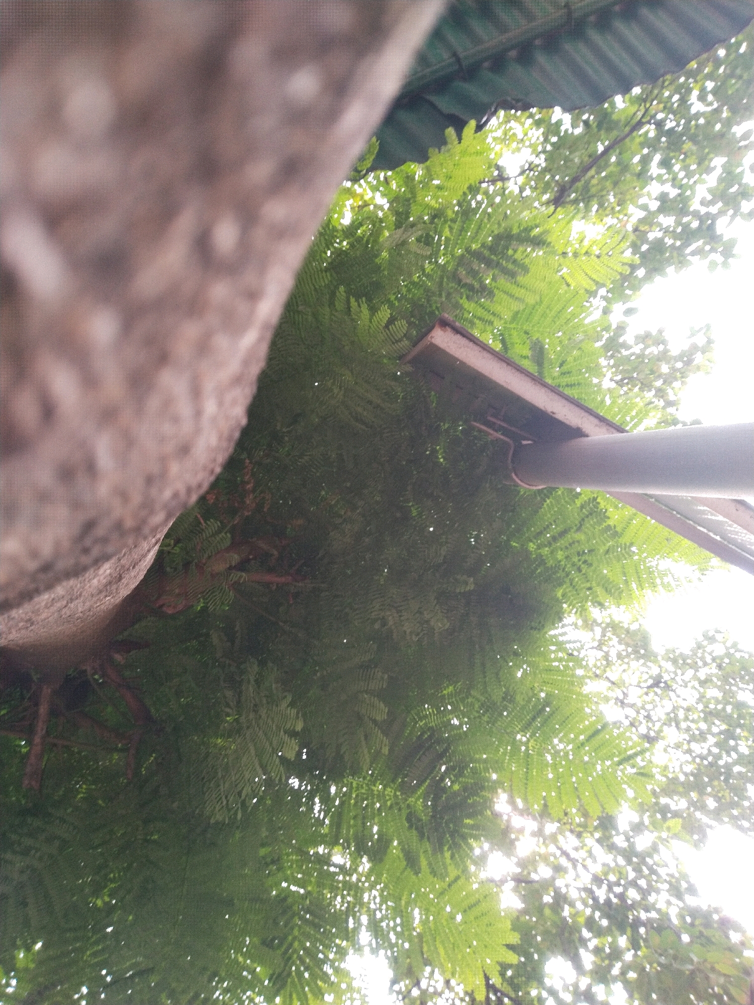 The image shows an outdoor scene looking upwards towards trees and a structure that appears to be a solar street light. The foreground is dominated by the textured bark of a tree on the left side. To the right, dense green foliage from a tree is visible, with sunlight filtering through the leaves. A part of a solar street light fixture, including a metal arm and panel, is positioned above the foliage. The background shows a bright, sunlit sky. The overall impression is of an urban environment in Bhilai, India, where nature and infrastructure coexist.