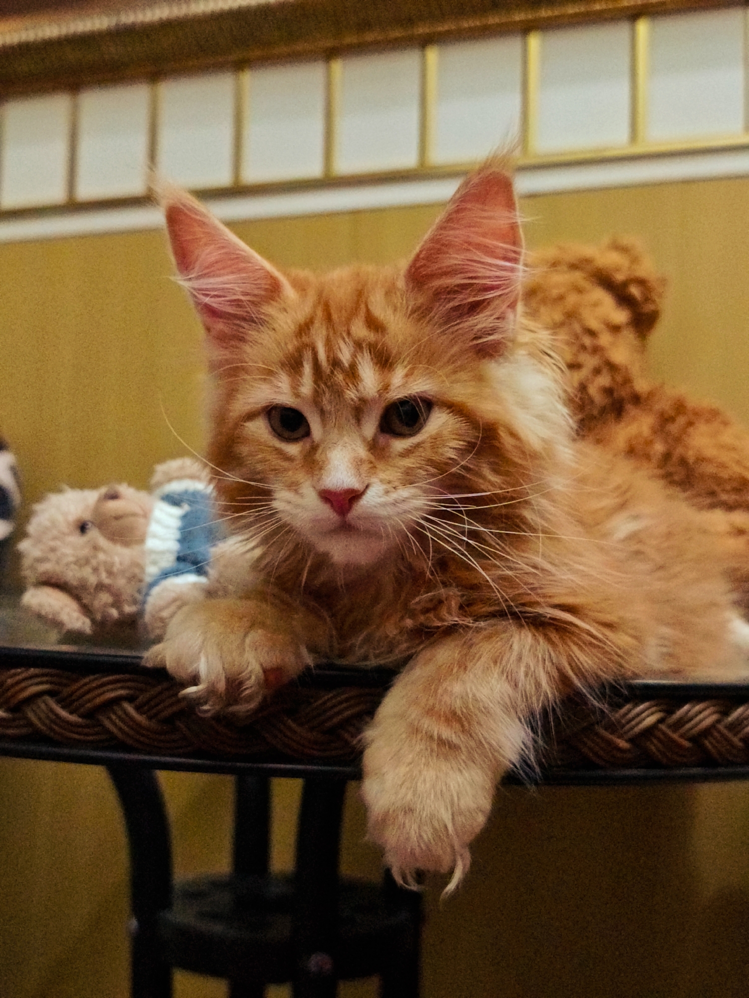 An orange tabby cat with large ears and white whiskers lies on a dark brown woven table. The cat is looking at the camera with its head slightly tilted to the left. Behind the cat, a brown stuffed bear wearing a blue and white crocheted sweater is visible. The background is a yellow-gold wall with a decorative gold molding at the top. The image appears to be taken indoors.