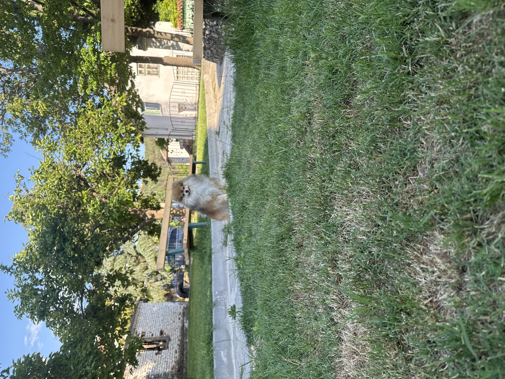 The image captures an outdoor scene in Ilindentsi, Bulgaria, under bright daylight. A light brown and white Pomeranian dog sits facing forward on a gray concrete curb in the mid-ground. To the immediate right of the dog, a wooden bench with a green metal frame is partially visible. The foreground is covered with green grass, intermixed with dry, lighter brown patches.
In the background, a paved surface extends behind the curb and the dog. To the left, an old, light-colored brick building with a dark, open window is present. A dark-colored vehicle is partially visible beyond this structure. To the right, a white building with green-framed windows and a decorative white metal fence stands. Another wooden bench is partially visible on the far right. The upper portion of the scene is densely populated with large, leafy green trees, with a clear blue sky and minimal clouds visible above. Distant hills are faintly discernible through the trees.