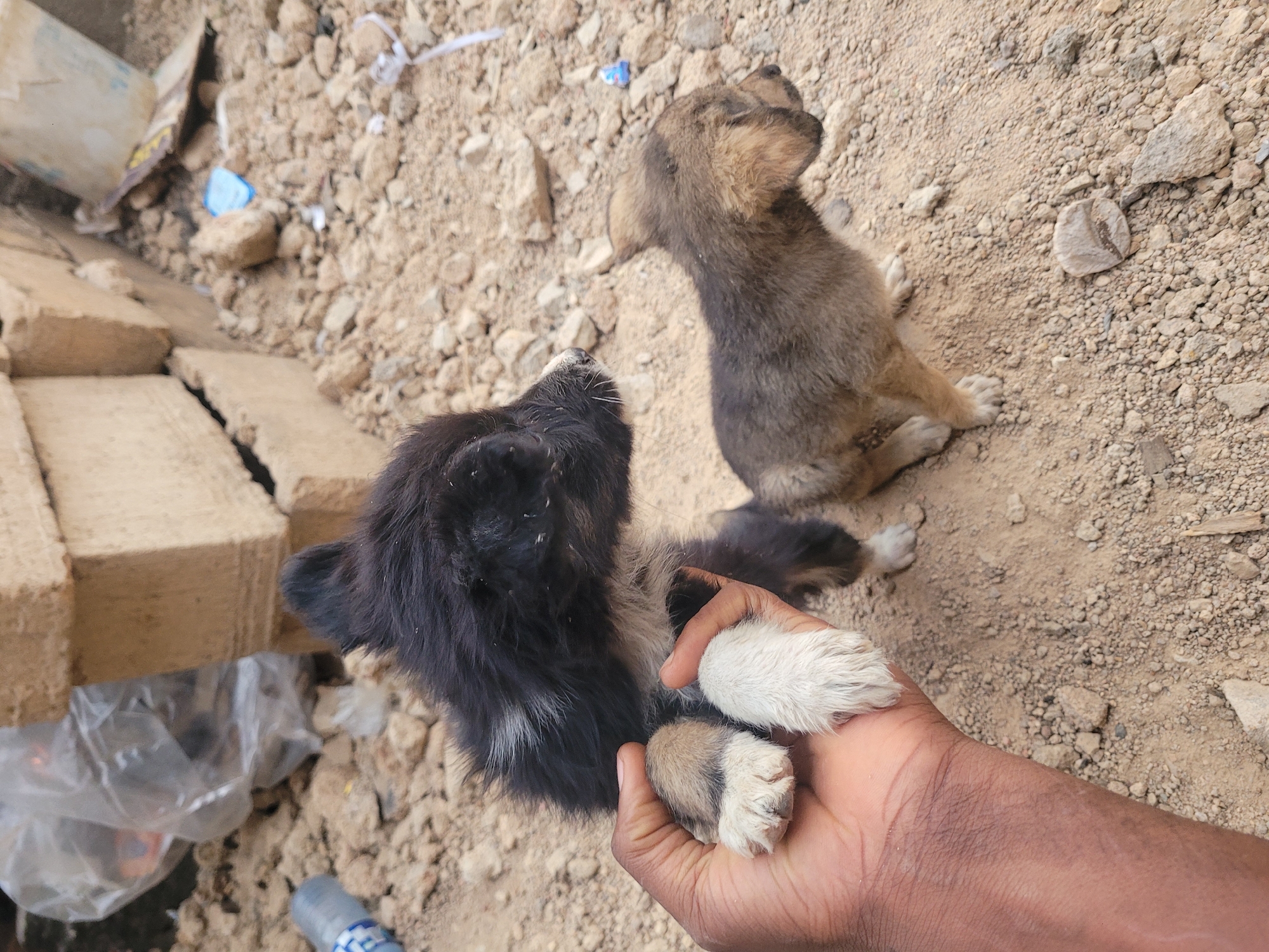 The image shows two puppies in Barakin Akawo, Nigeria, on a dirt and rock surface. One puppy is brown and seated. The other is held by a person, showing its white paws. In the background are concrete blocks and debris.