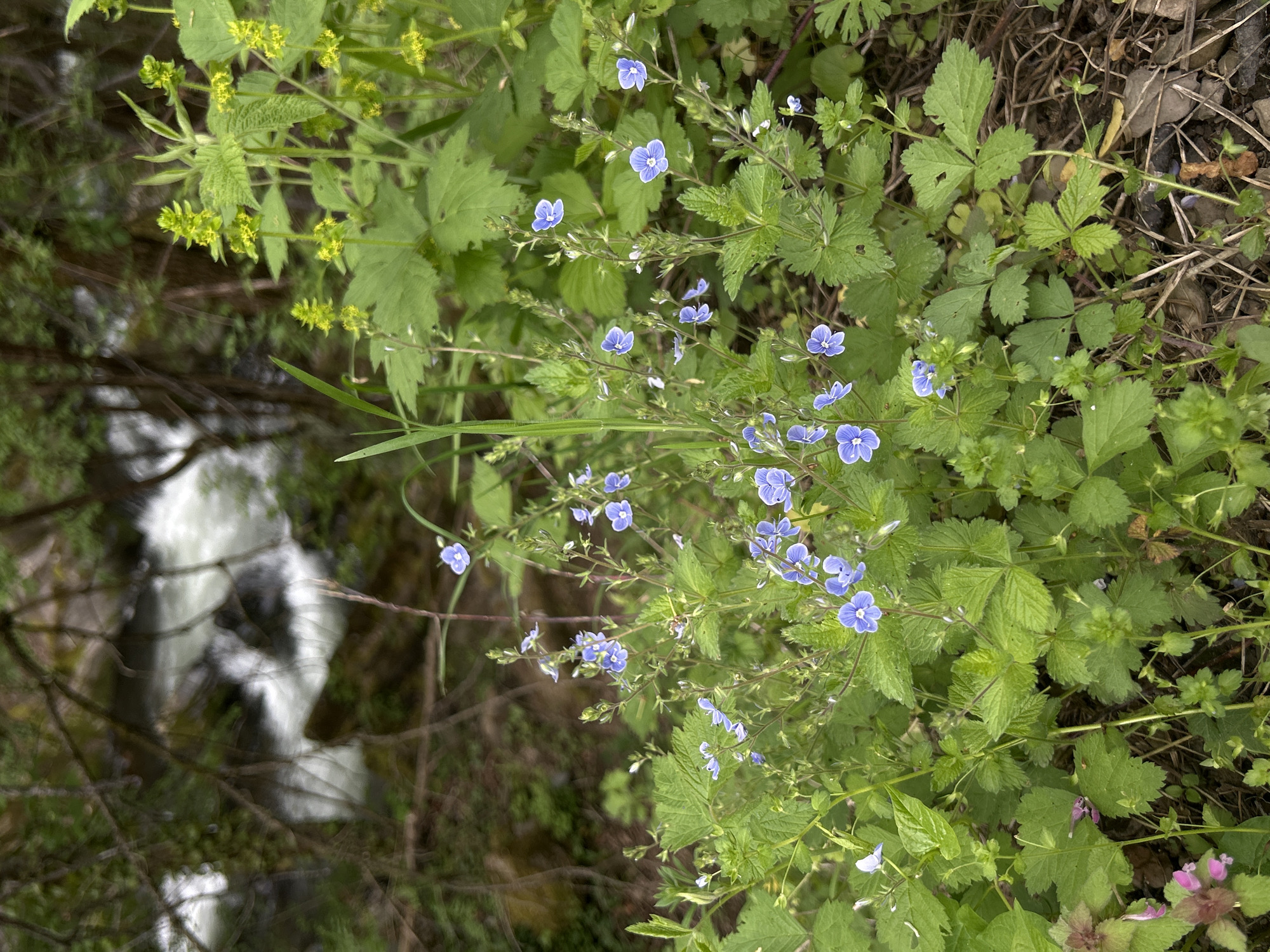 The image depicts a close-up view of a plant with small, light blue flowers growing near a waterfall. The waterfall is partially visible in the background, out of focus and appearing as a blur of white water. Other plants with green leaves of varying shapes surround the flowering plant. The location is unknown.