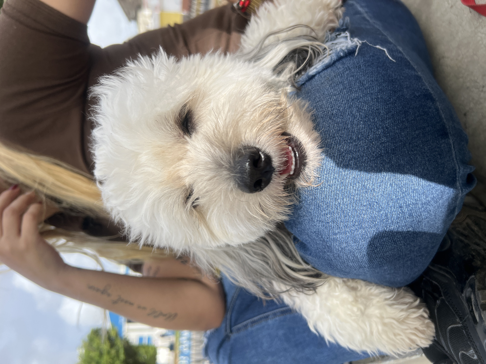 In a close-up, vertical shot, a small, fluffy white dog with graying fur around its ears is nestled against a person wearing denim jeans. The dog's eyes are mostly closed, and its mouth is slightly open, revealing its teeth and a hint of pink tongue, suggesting a relaxed or happy demeanor. The dog's fur is shaggy and appears soft to the touch.
The person's arm, with visible tattoos and long blonde hair, is also visible in the frame. The denim jeans show some fraying at the hem, adding a casual element to the scene. The overall setting appears to be outdoors, with sunlight casting a shadow on the jeans. In the background, out of focus, there are hints of buildings with yellow and white colors, and greenery, suggesting an urban or semi-urban environment.
The image evokes a sense of comfort and companionship, with the dog appearing to be content and held by the person. The lighting suggests it's daytime. There is no visible text in the image. The location context is Juan Griego, Venezuela.
