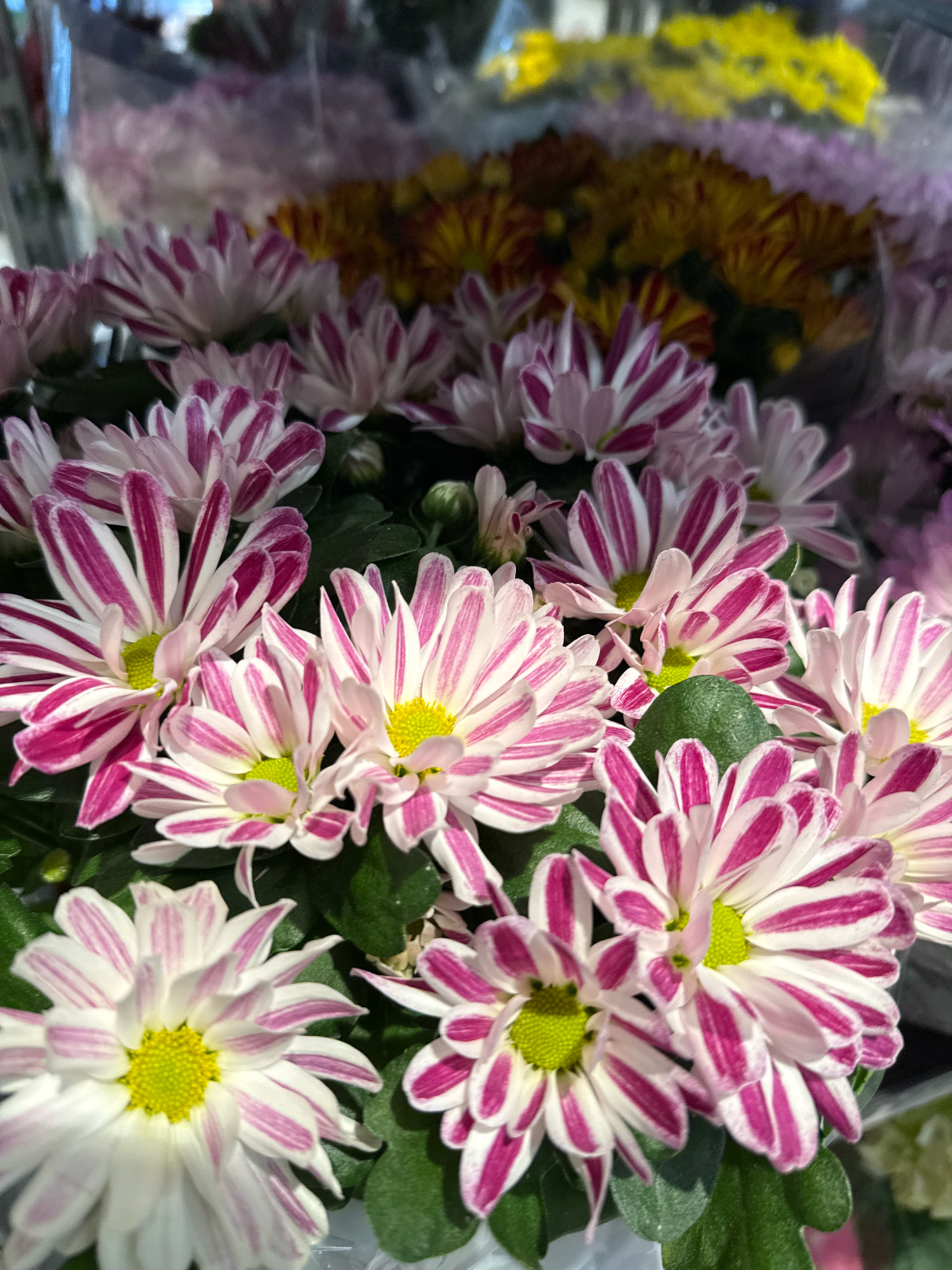 A close-up, shallow-depth-of-field shot showcases a bouquet of white chrysanthemums with magenta stripes radiating from their yellow centers. The flowers are tightly packed, with some petals in sharp focus and others blurred in the foreground and background. Green foliage is visible amongst the blooms. In the blurred background, other flowers in shades of yellow, purple, and pink are discernible, suggesting a flower shop or market setting. The specific location in Göttingen, Germany cannot be determined from the image.