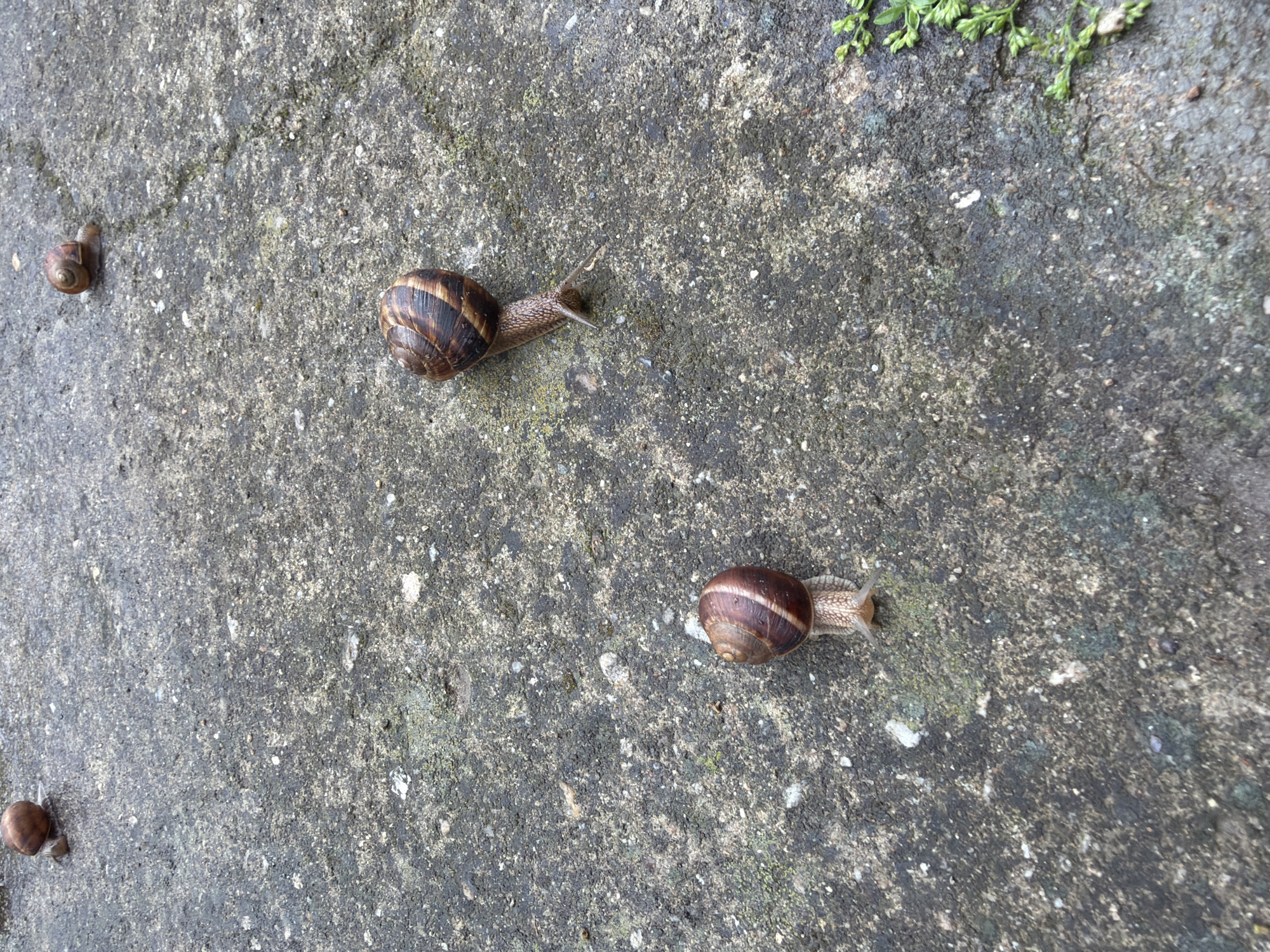 In Pazardzhik, Bulgaria, on a rough, grey concrete surface with patches of moss and small stones, five snails are visible. Two snails are in the foreground, one larger and one smaller, positioned towards the bottom left of the frame. Another snail is further back and to the right, its body extended. Two more snails are in the upper portion of the image, one more centrally located and one near the top right corner. The concrete shows signs of wear and weathering. A few sprigs of green vegetation are present in the lower right corner. The lighting suggests it is daytime, with diffused light casting subtle shadows.