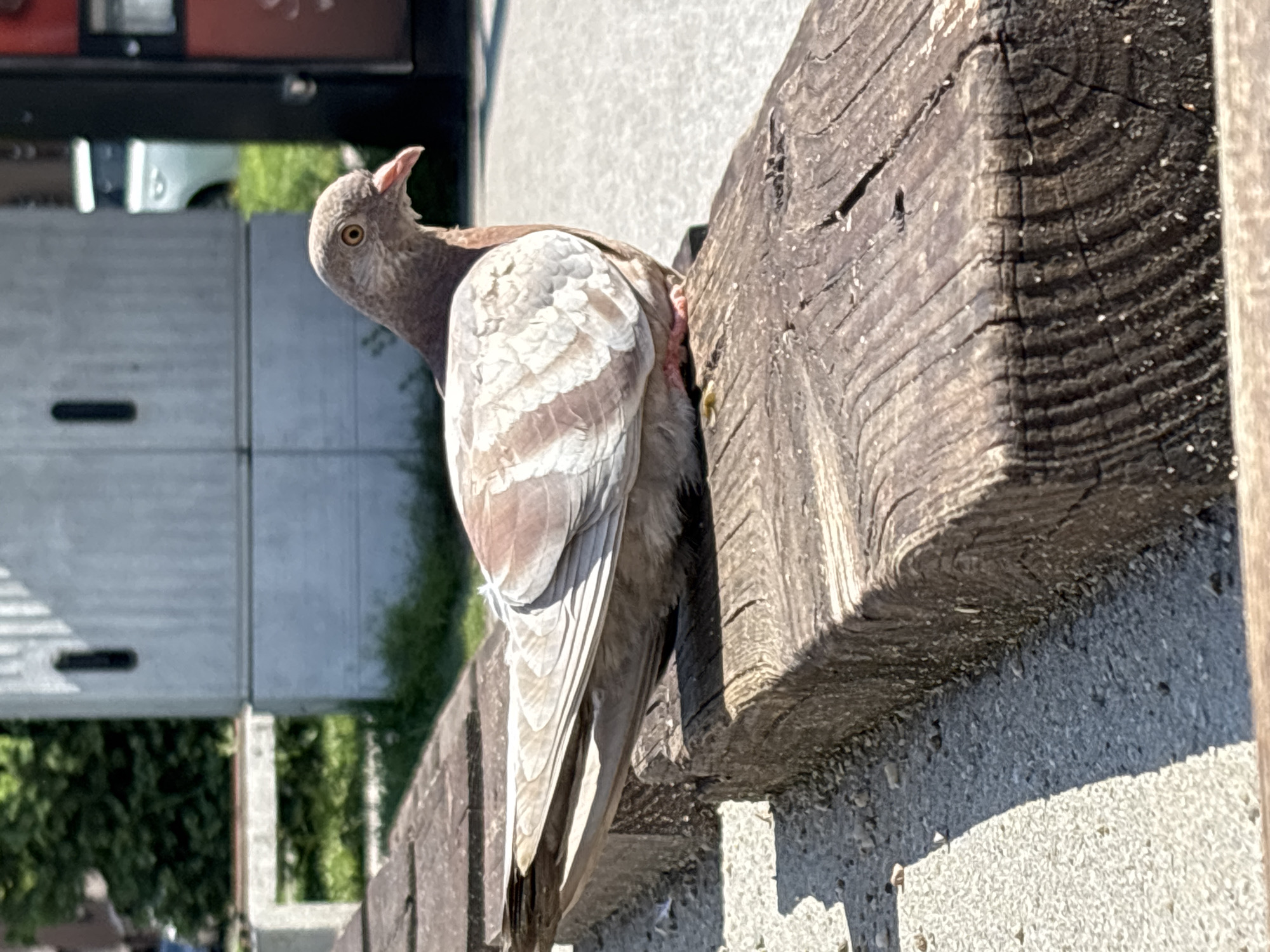 A pigeon perches on a weathered, dark wooden beam resting atop a concrete structure, possibly a fence or wall. The pigeon's plumage is a mix of grey, brown, and white, with a distinct pattern on its wings. Its head is turned to the left, revealing a yellow eye. The background includes a glimpse of a light-colored vehicle and green vegetation. The overall scene suggests an urban environment. The exact location within Plovdiv, Bulgaria, cannot be determined.