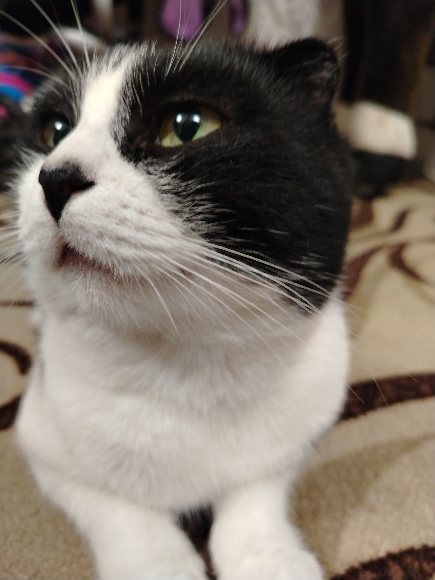 A black and white cat is lying on a patterned blanket. The cat is facing to the left of the frame, with its head tilted up. Its eyes are open and appear to be green. The background is blurred, but it appears to be an indoor setting. The image is a close-up of the cat's face and upper body. There is no indication of the location in the city of Stavropol, Russia.