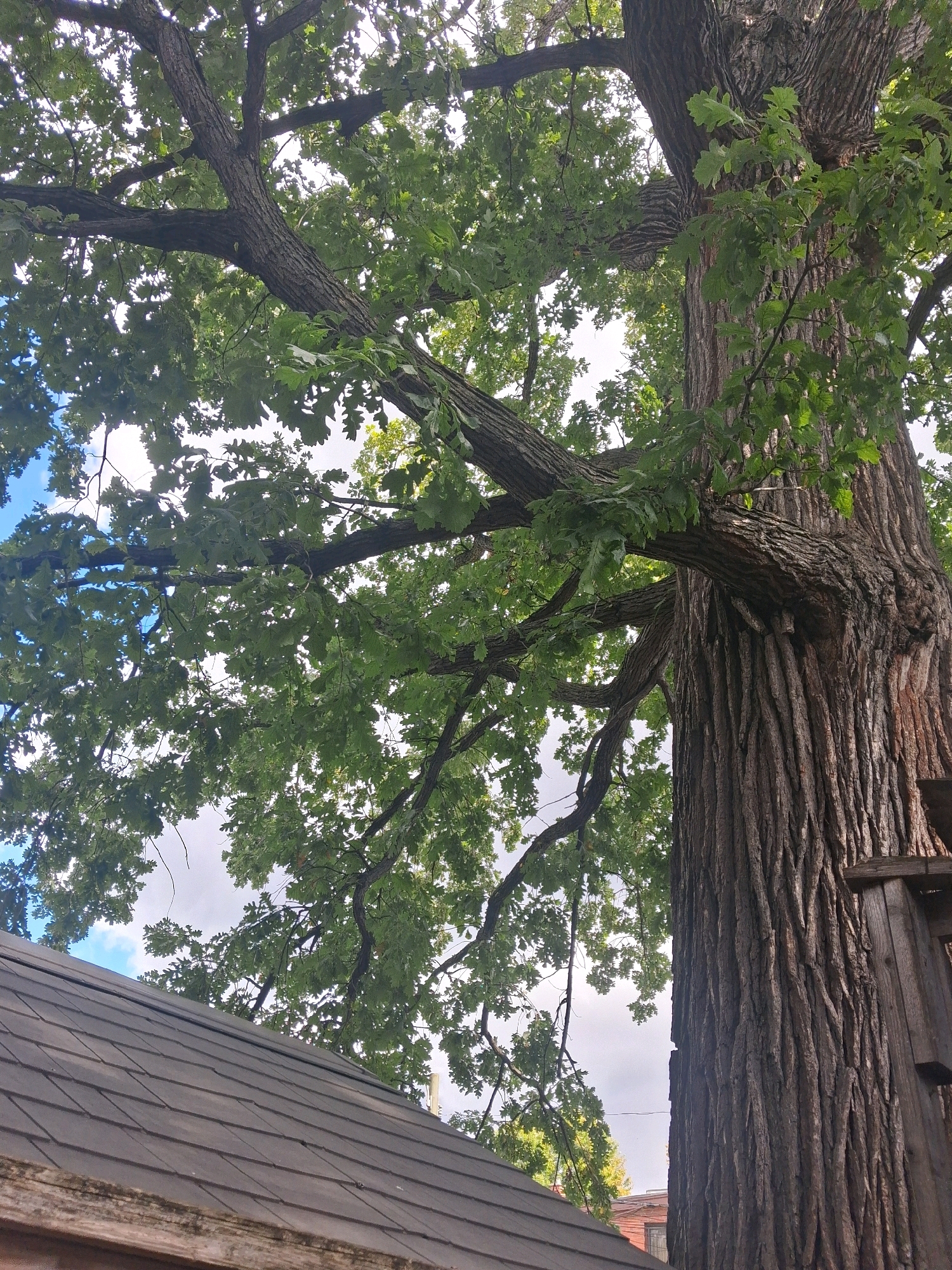 The image shows a close-up, low-angle view of a large, mature oak tree with a thick, textured trunk and spreading branches covered in green leaves. The canopy of the tree dominates the upper portion of the frame, with dappled sunlight and sky visible through the foliage. In the lower left corner, a portion of a grey, shingled roof is visible, suggesting the tree is situated near a building. The scene appears to be outdoors, possibly in a residential or park area within the city of Toronto, Canada, given the presence of mature trees and architectural elements typical of the area. There are no people or animals visible in the frame.