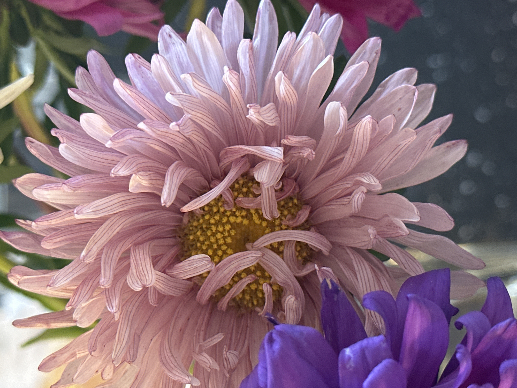 The image displays a close-up, macro shot of a light pink aster flower. The flower is in full bloom, with numerous thin, delicate petals unfurling outwards. The center of the flower is a vibrant yellow, composed of tightly packed florets. The petals exhibit fine, darker pink veins, adding texture and depth to their appearance. A portion of a deep purple flower is visible in the lower left of the frame, partially obscuring the pink aster. The background is softly blurred, suggesting a shallow depth of field, and consists of dark, indistinct shapes and light bokeh, possibly from other flowers or environmental elements. There is no discernible information about the city of Nevinnomyssk, Russia, nor any people or actions depicted in the image.