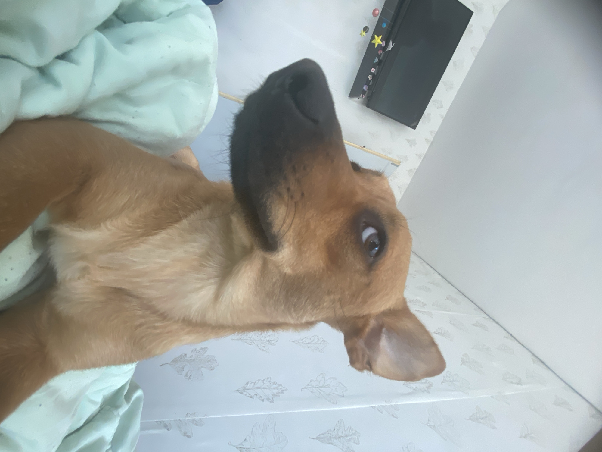 A brown dog is in a close-up shot lying on a light blue blanket. The dog is looking to the left with its head tilted slightly. In the background, a black television is mounted on a light gray wall with a subtle leaf pattern. The overall scene appears to be indoors, possibly in a bedroom. The location is not specified in the image.