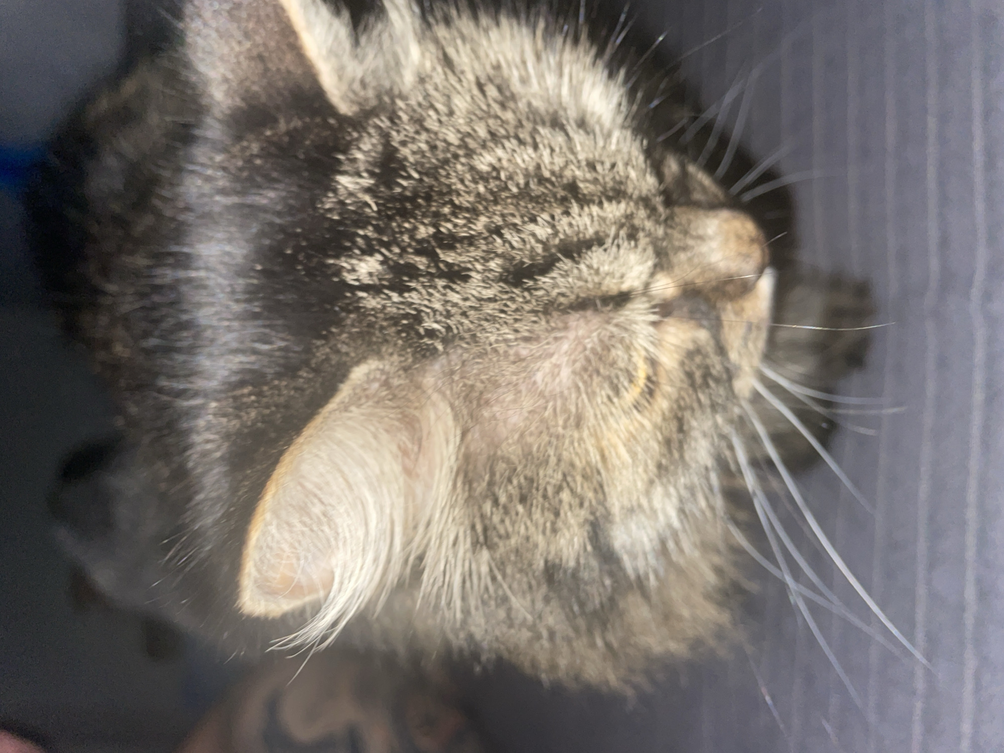 The image is a close-up, overhead shot of a tabby cat's head. The cat's fur is a mix of brown, black, and tan stripes. Its ears are pointed and erect, with fine hairs protruding from the insides. Long, white whiskers fan out from its muzzle. The cat's eyes are not visible in this angle, as its head is lowered, giving the impression of resting or sleeping. The background is dark and blurred, with some suggestion of a textured surface, possibly a fabric or a blanket, in muted grey and purple tones. There is no discernible location within the city of Шебунино, Russia.