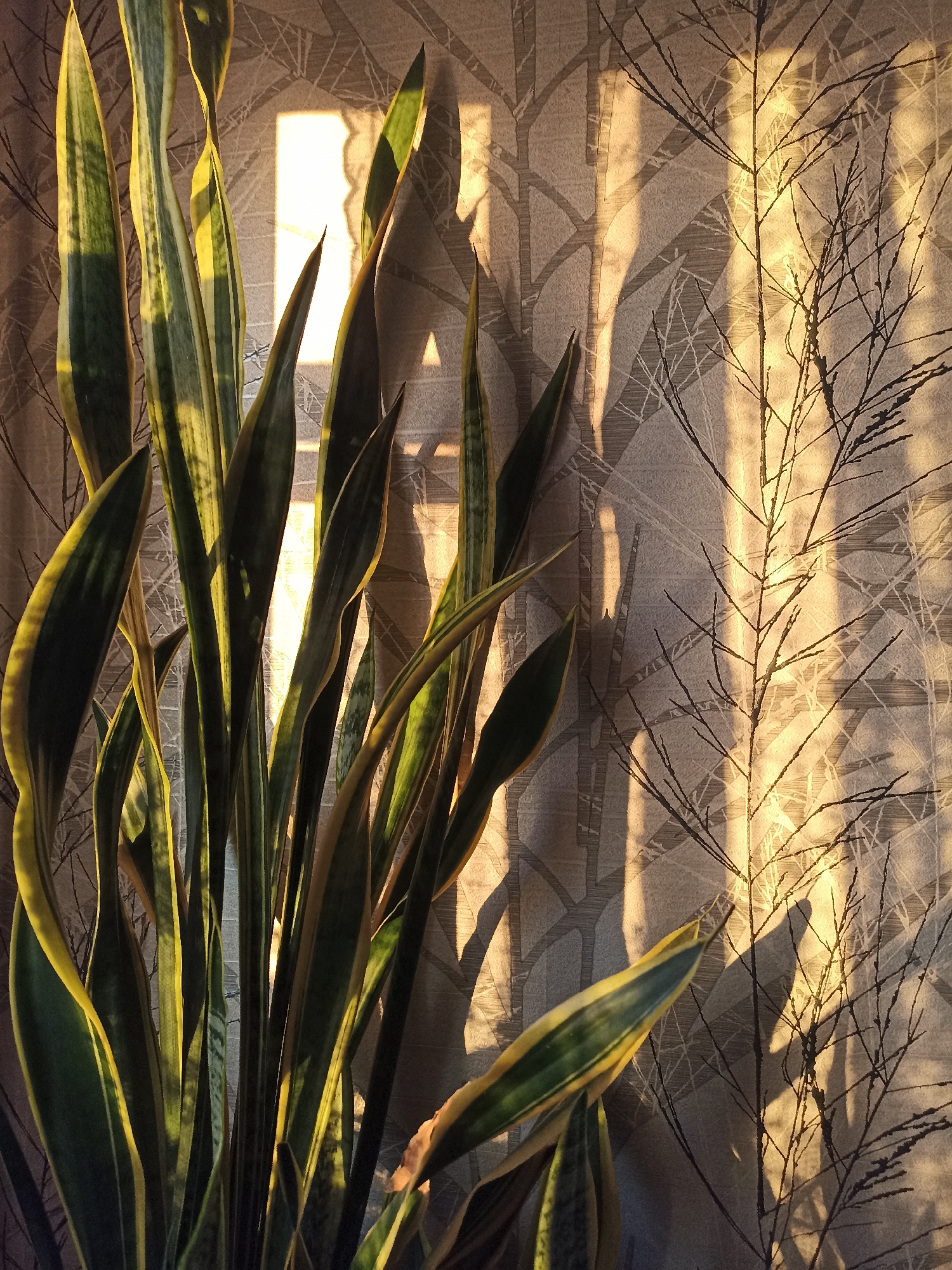 The image shows a close-up of a snake plant in front of a patterned wallpaper. Sunlight streams in from the left, casting long shadows and creating highlights on the plant's leaves and the wall. The wallpaper has a textured pattern of light gray lines on a beige background, resembling tree branches. The snake plant has tall, upright leaves with green and yellow variegated patterns. The lighting suggests it is either early morning or late afternoon. The scene appears to be indoors, possibly a home or office, in Novosibirsk, Russia. No people are visible in the image.