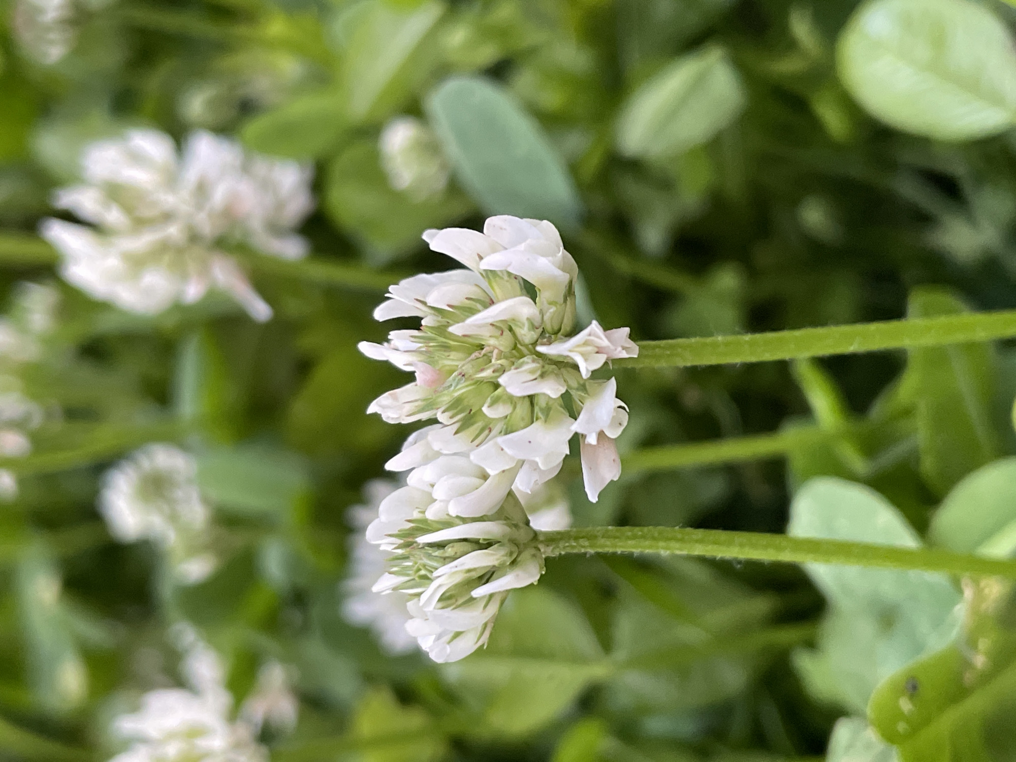 A close-up, macro photograph captures several clusters of white clover flowers (likely *Trifolium repens*) amidst green foliage. The primary subject is a flower head, rendered in sharp focus, positioned centrally towards the right side of the frame. Its delicate, small white petals are arranged in a dense, spherical or oval cluster, with hints of light green and very subtle pinkish tones at the base of some florets. The stem supporting this flower head is visible, appearing light green and subtly textured.
In the background, other white clover flower clusters are softly blurred, creating a shallow depth of field that emphasizes the main subject. The surrounding environment consists of vibrant green leaves and stems, also out of focus, contributing to a natural, verdant backdrop. The lighting appears soft and natural, suggesting daylight conditions, possibly under an overcast sky or in diffused light, as there are no harsh shadows. No specific activity is depicted, nor are any human subjects or man-made objects visible. The scene evokes a sense of tranquility and focuses on the intricate details of the plant life. There is no visible text in the image. The location context for this natural scene is Izhevsk, Russia.