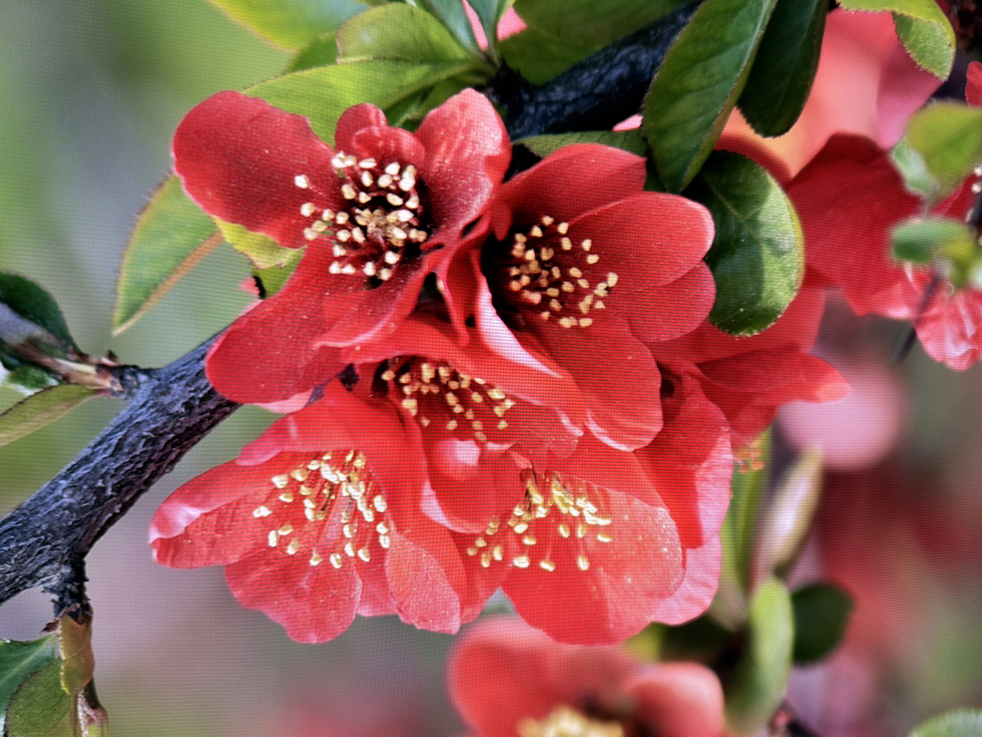 The image shows a close-up of bright red flowers with yellow centers, attached to a dark, textured branch. The flowers are in various stages of bloom, with some petals slightly unfurled and others more open, revealing clusters of stamen. Lush green leaves are interspersed among the flowers and branch. The background is softly blurred, with washes of green and pink, suggesting a natural outdoor setting. There is no indication of any specific location in Kyiv, Ukraine, or any people, actions, or interactions. The focus is entirely on the botanical subject matter.