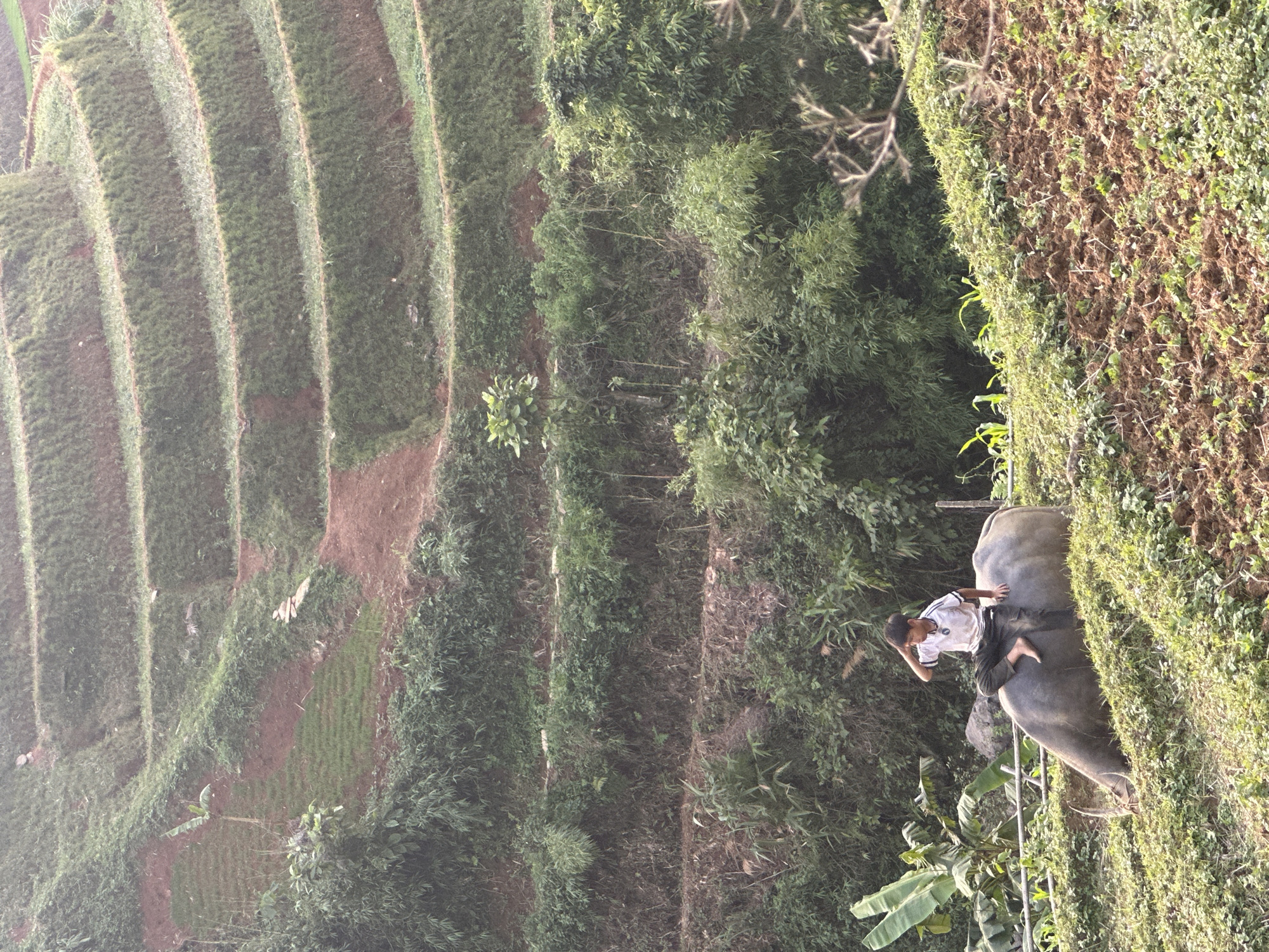 The image, taken in Lao Chai, Vietnam, depicts a serene rural landscape with a young boy riding a water buffalo. The boy, dressed in a light-colored short-sleeved shirt with dark markings or a logo and dark trousers, is seated casually on the back of a large, grey water buffalo. He appears relaxed, with one arm bent near his head, suggesting a moment of rest or gentle travel.
The background is characterized by extensive terraced fields, likely rice paddies, meticulously carved into the hillsides. These terraces are covered in lush green vegetation, indicating active cultivation, and are separated by visible brown earth boundaries. Beyond the cultivated fields, the landscape is rich with dense natural greenery, including various types of trees and thick bushes that contribute to the verdant, mountainous environment. The lighting suggests it is daytime, with soft, diffused light illuminating the scene, implying either an overcast day or a time of day when the sun is not directly overhead. The overall mood is tranquil, showcasing a traditional agricultural lifestyle deeply connected to nature. No discernible text is visible in the image.