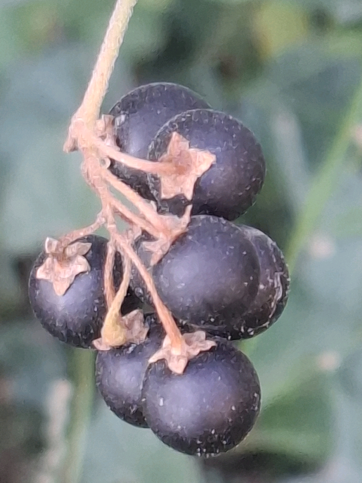 A close-up, slightly blurred image shows a small cluster of dark purple berries hanging from a thin, light brown stem. The berries are round and appear to be about a centimeter in diameter, with some having visible lighter speckles or imperfections. The background is a soft, out-of-focus green, suggesting foliage. There is no indication of human presence or urban environment. The image was taken in Almaty, Kazakhstan, specifically in the mountainous region of the Tien Shan, an area known for its diverse flora.