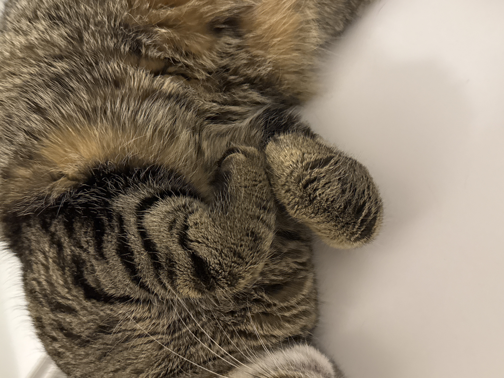 The image shows a close-up view of a tabby cat's fur and paws. The cat is lying down, and its paws are curled up. The fur is a mix of brown, black, and tan stripes. The background is a plain white surface. There is no indication of the location being in Moscow, Russia, or any urban environment.
