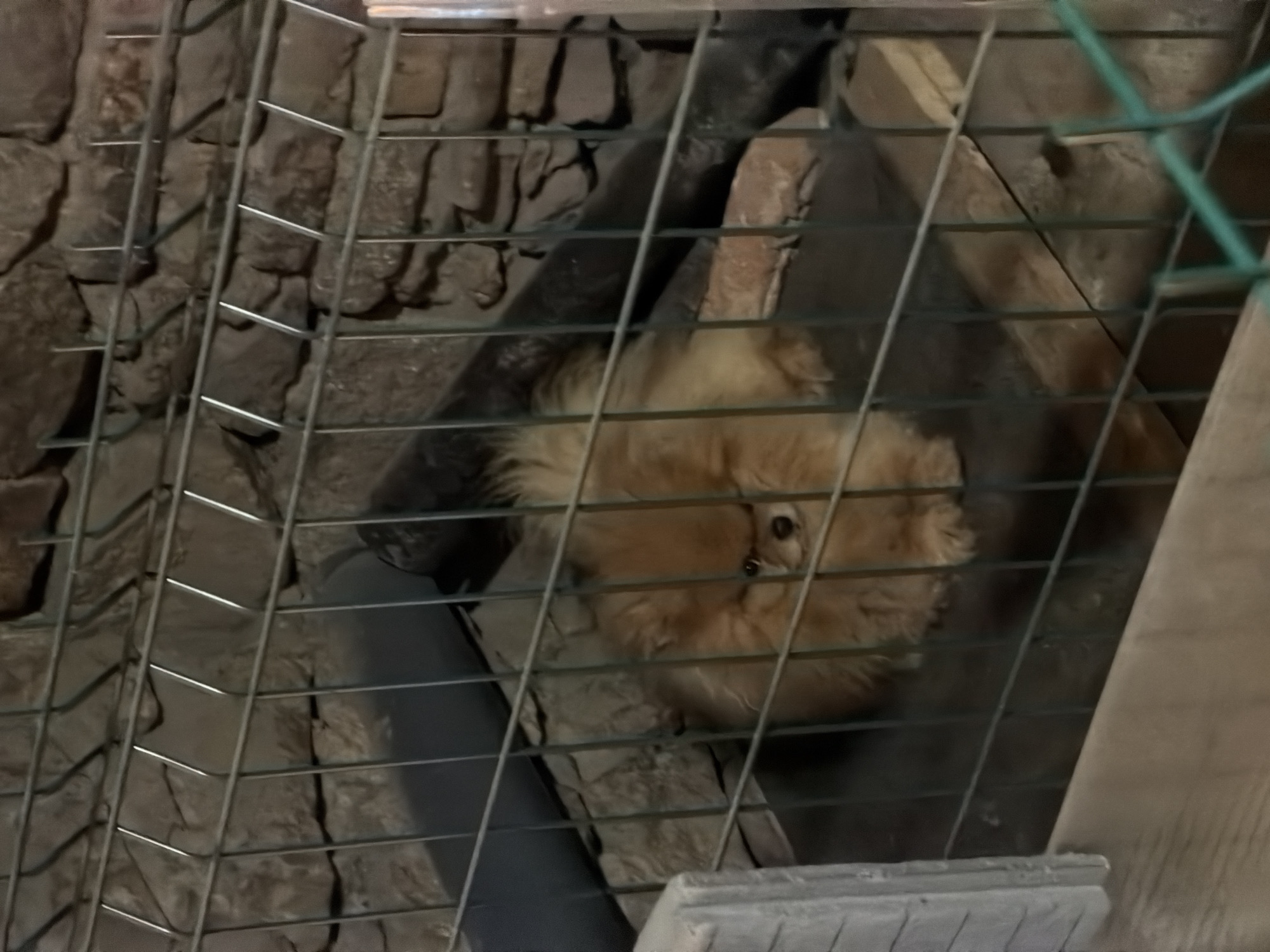 This image captures a small, fluffy, light brown or orange-furred animal, possibly a dog or a fox, resting within an enclosure. The animal's face is visible through a metal grid fence, with its dark eyes and nose looking towards the viewer. Its body appears rounded and compact, covered in thick fur.
The setting appears to be an indoor or enclosed space in Panagyurishte, Bulgaria, characterized by a rough stone wall in the background, composed of irregular, dark-colored stones. Wooden planks or beams are visible both behind and to the right of the animal, suggesting elements of its shelter or a climbing structure. A dark pipe or tube runs horizontally behind the animal. The lighting is dim, casting shadows and giving the scene a muted, somewhat rustic ambiance. No specific activity beyond resting or observing is evident from the animal. There is no visible text in the image.