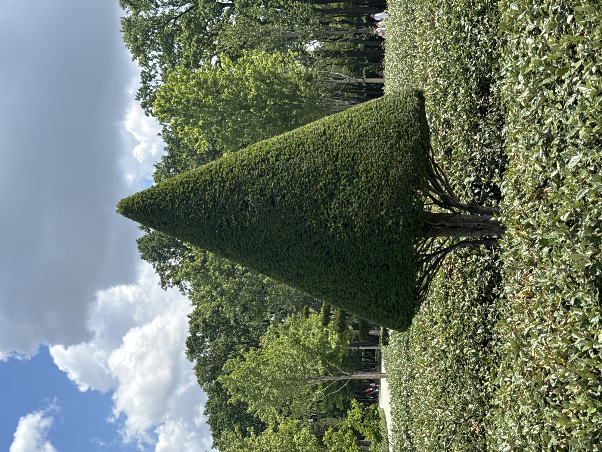 A conical evergreen tree is centered in a lush garden with a low hedge in the foreground. In the background, a path winds through a variety of trees, and several people are walking. The sky is partly cloudy.